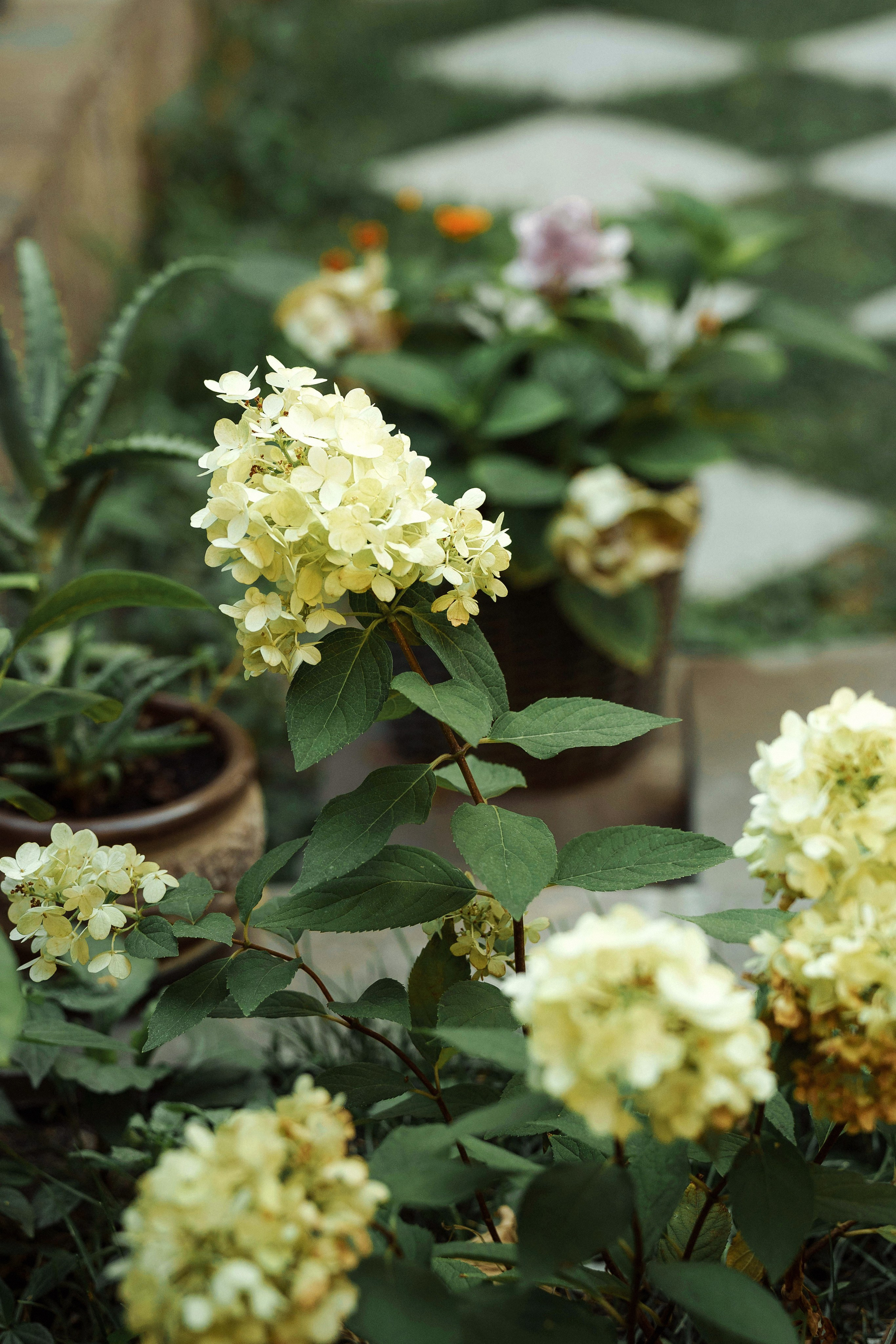 Дарья и Иван. Татьяна Тагель