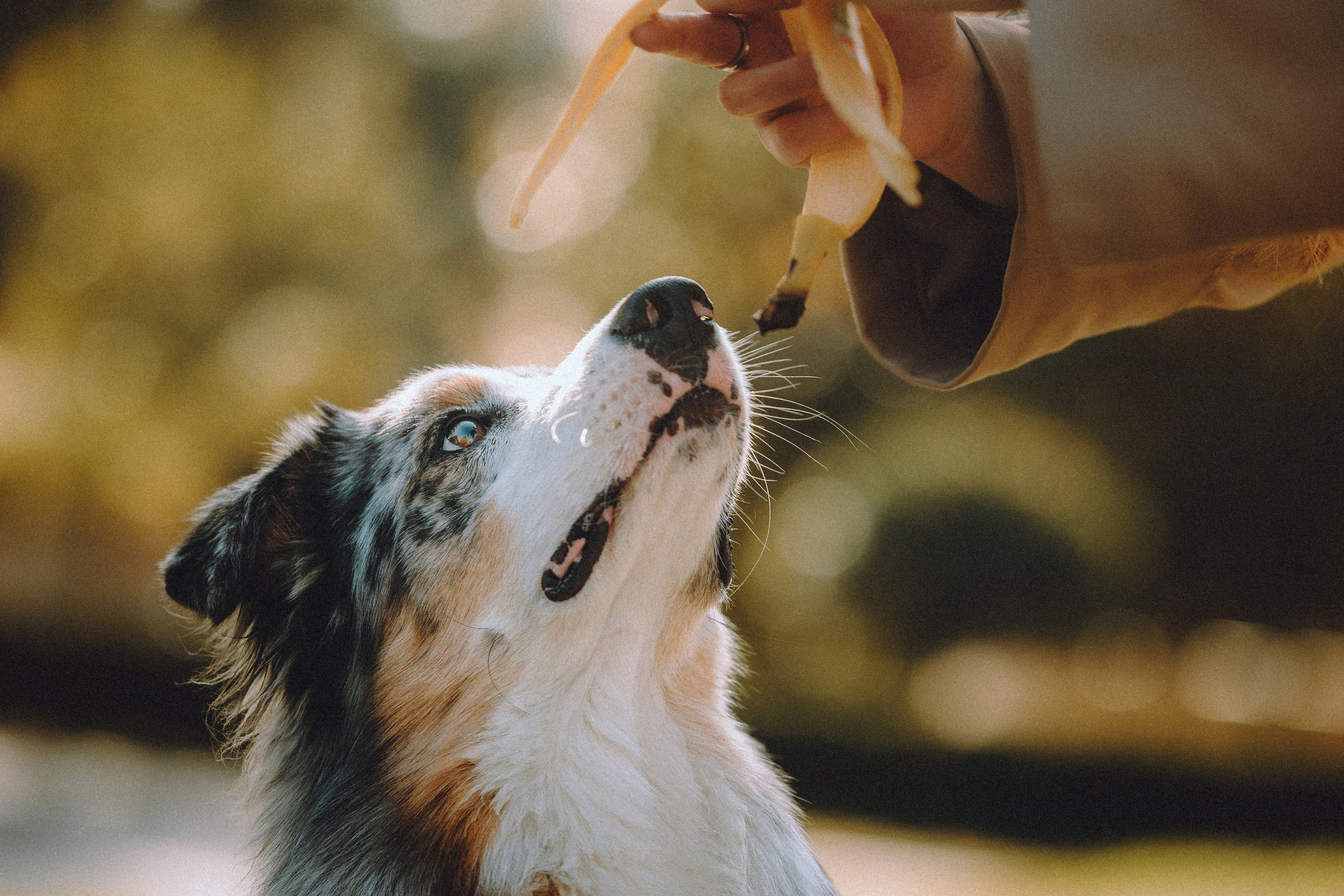 Саша, Рома и Один