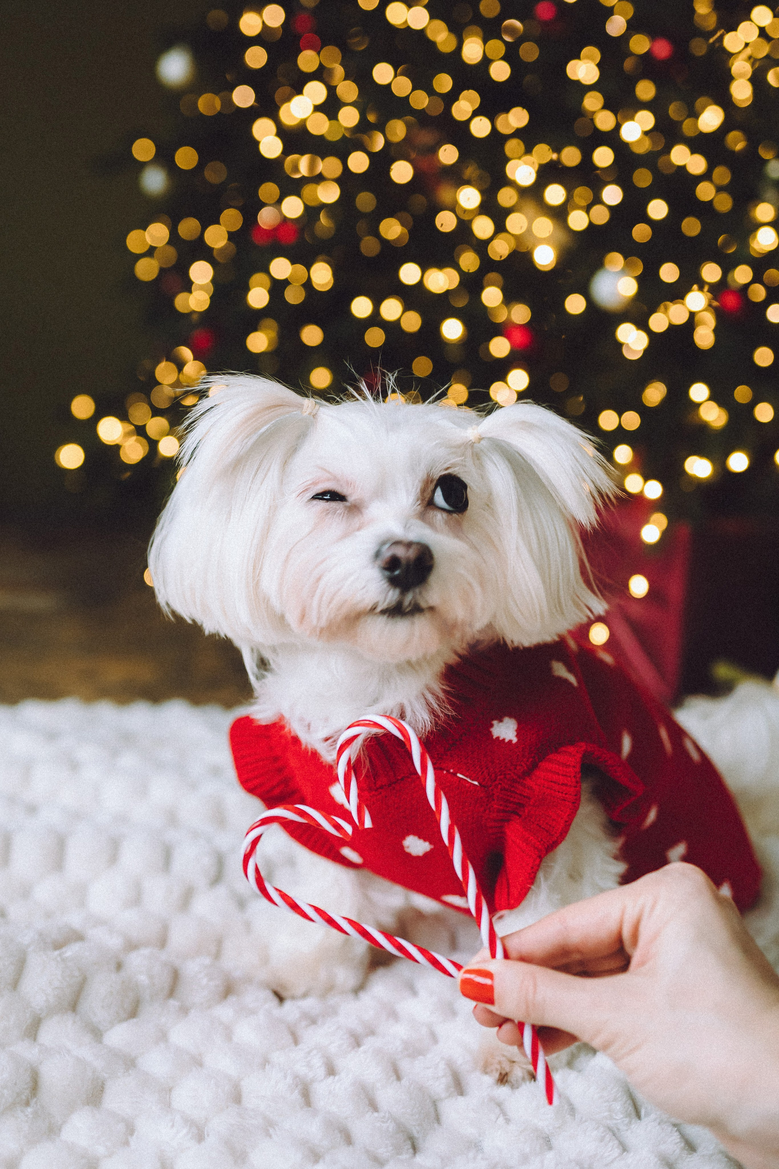 Констанция и Молли