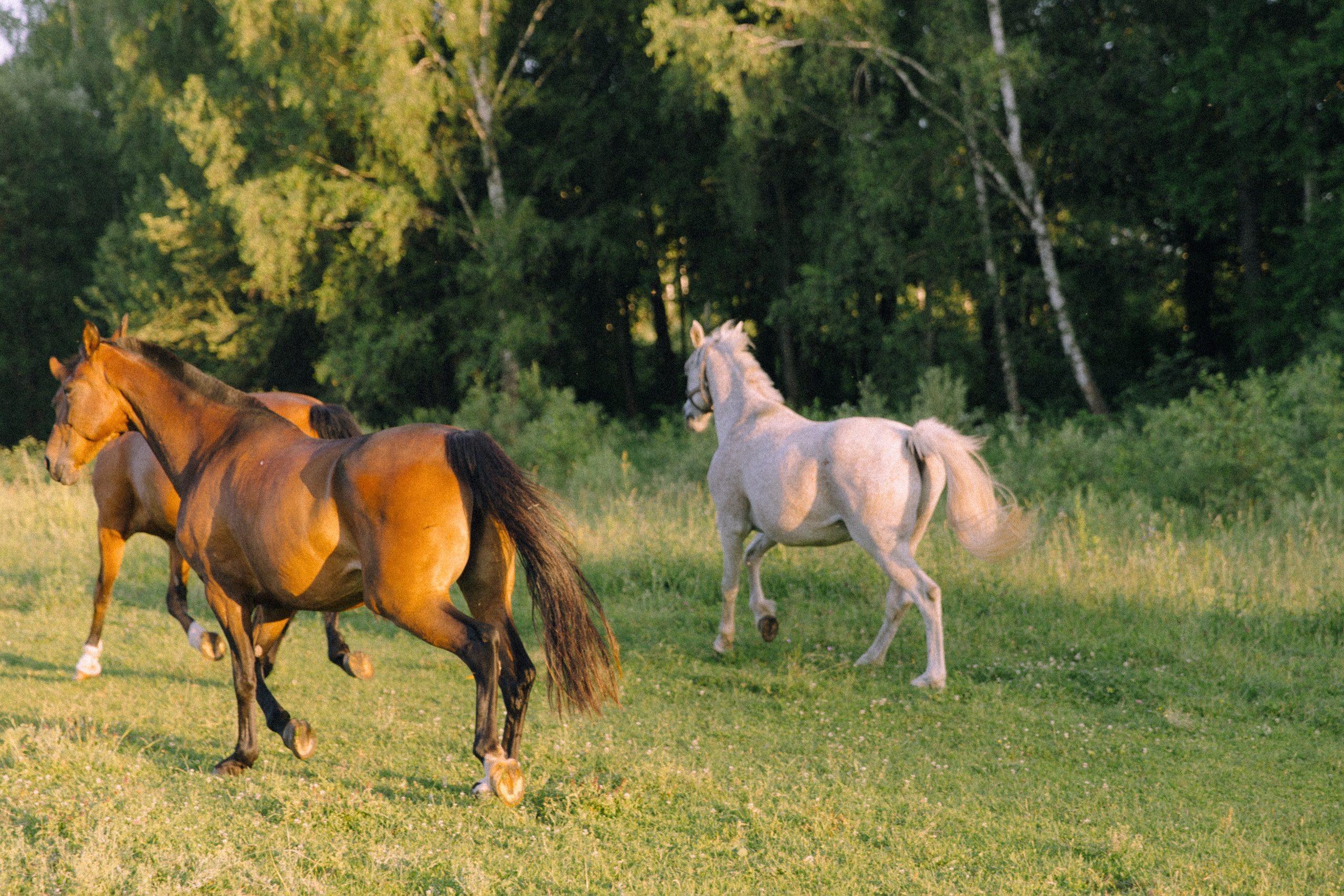 Weddig day Иван и Наталья. Свадебный фотограф Колесников Антон