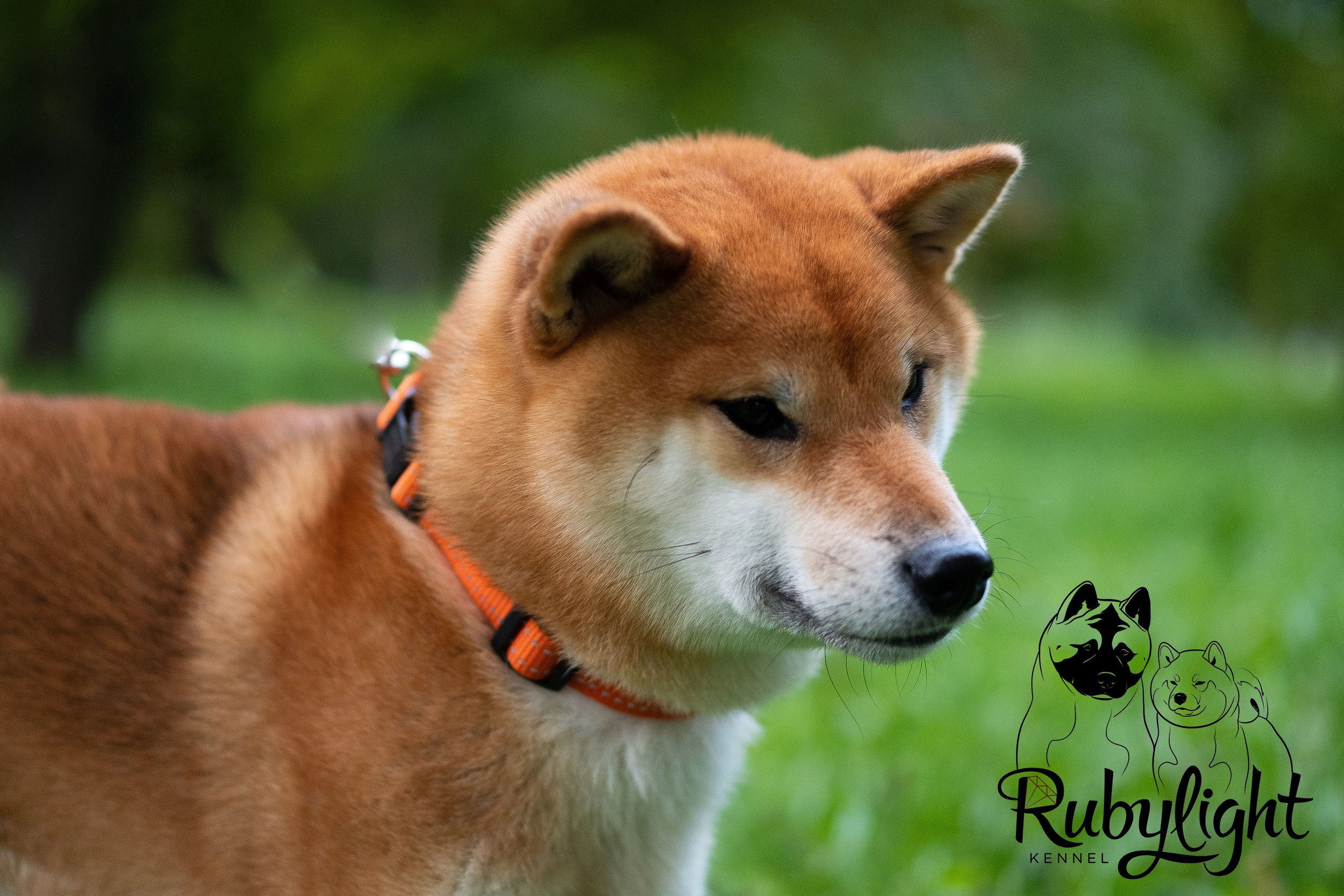 RUBYLIGHT DOLL * Долька (Отец: Хиро * HANDZIMEMESITE HIRO , Мать: Дэва * ZOLOTO PARTII DEVANA GODDESS OF HUNT) сиба