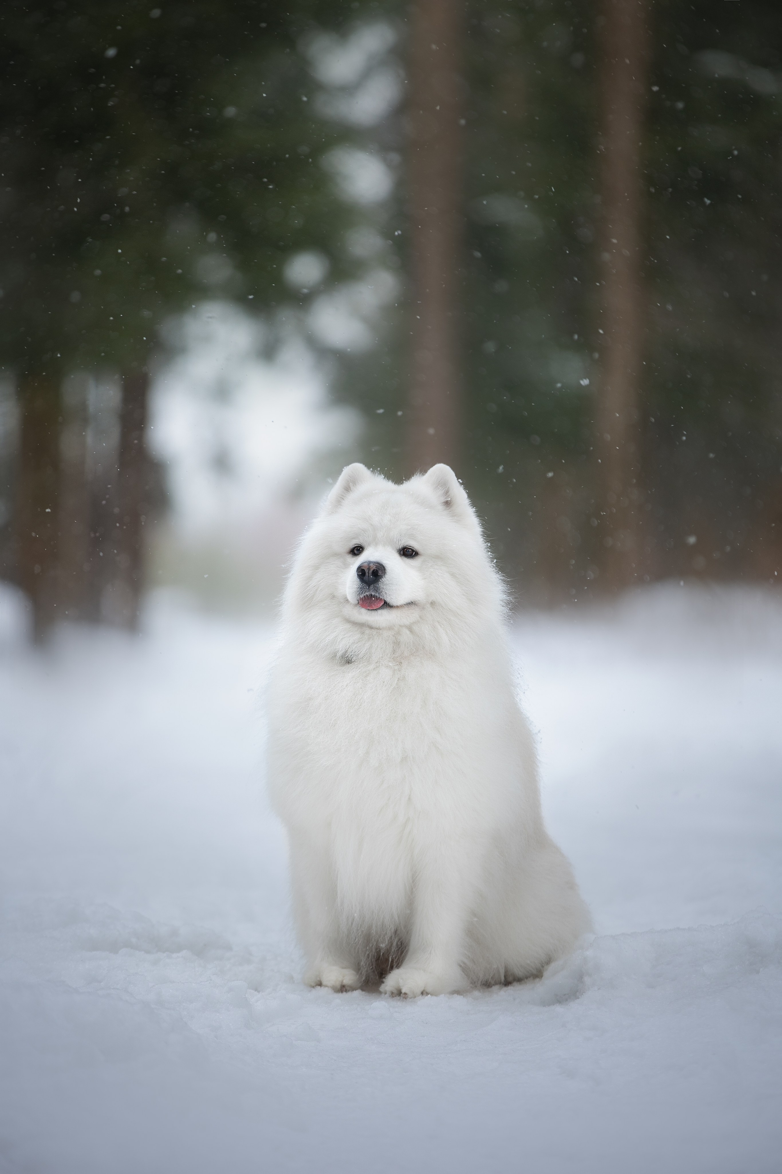 Самоедские мальчишки. Фотограф анималист в Москве Майорова Евгения