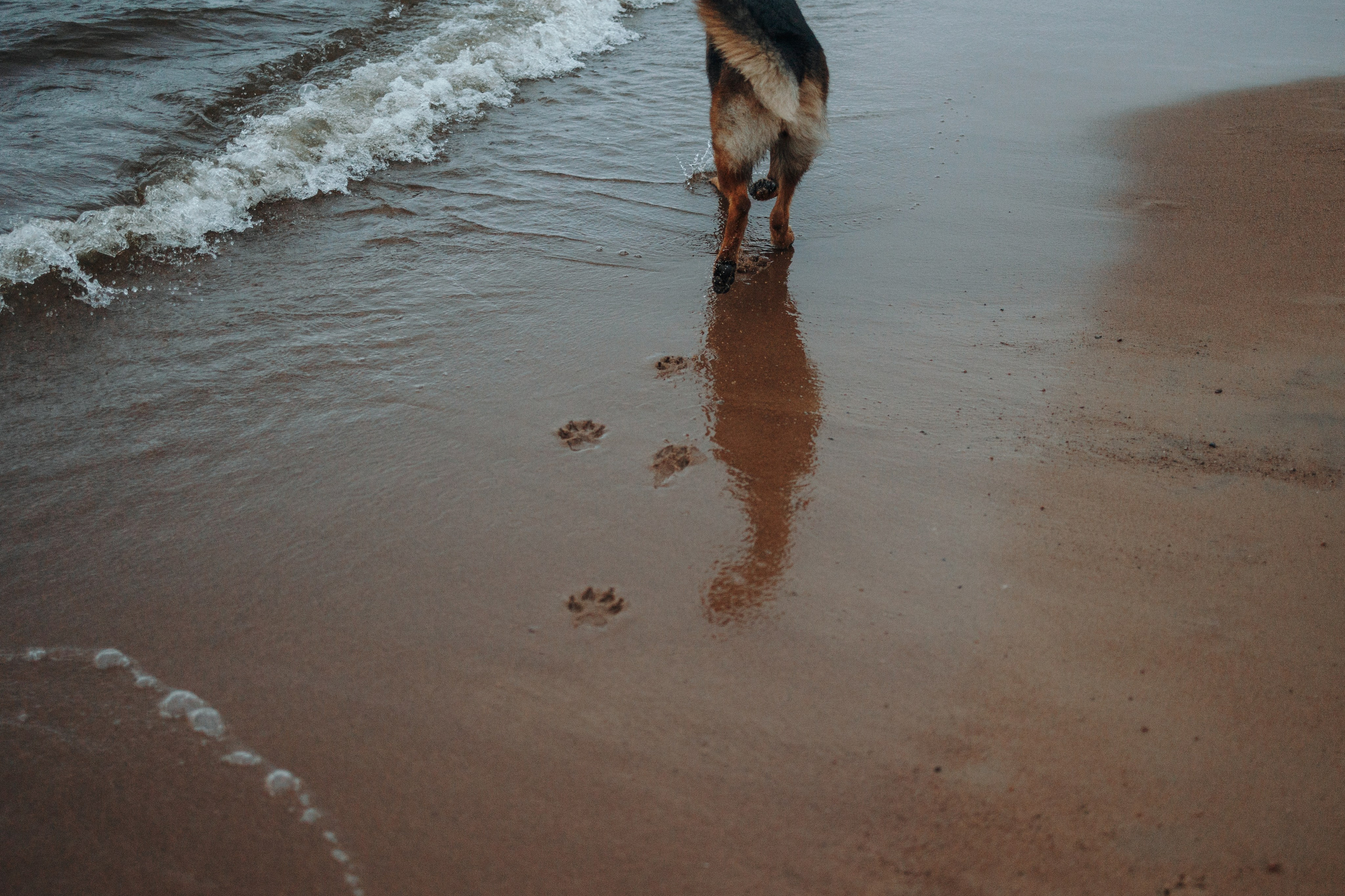 Катя и Агат. Фотограф — Анималист | Санкт-Петербург