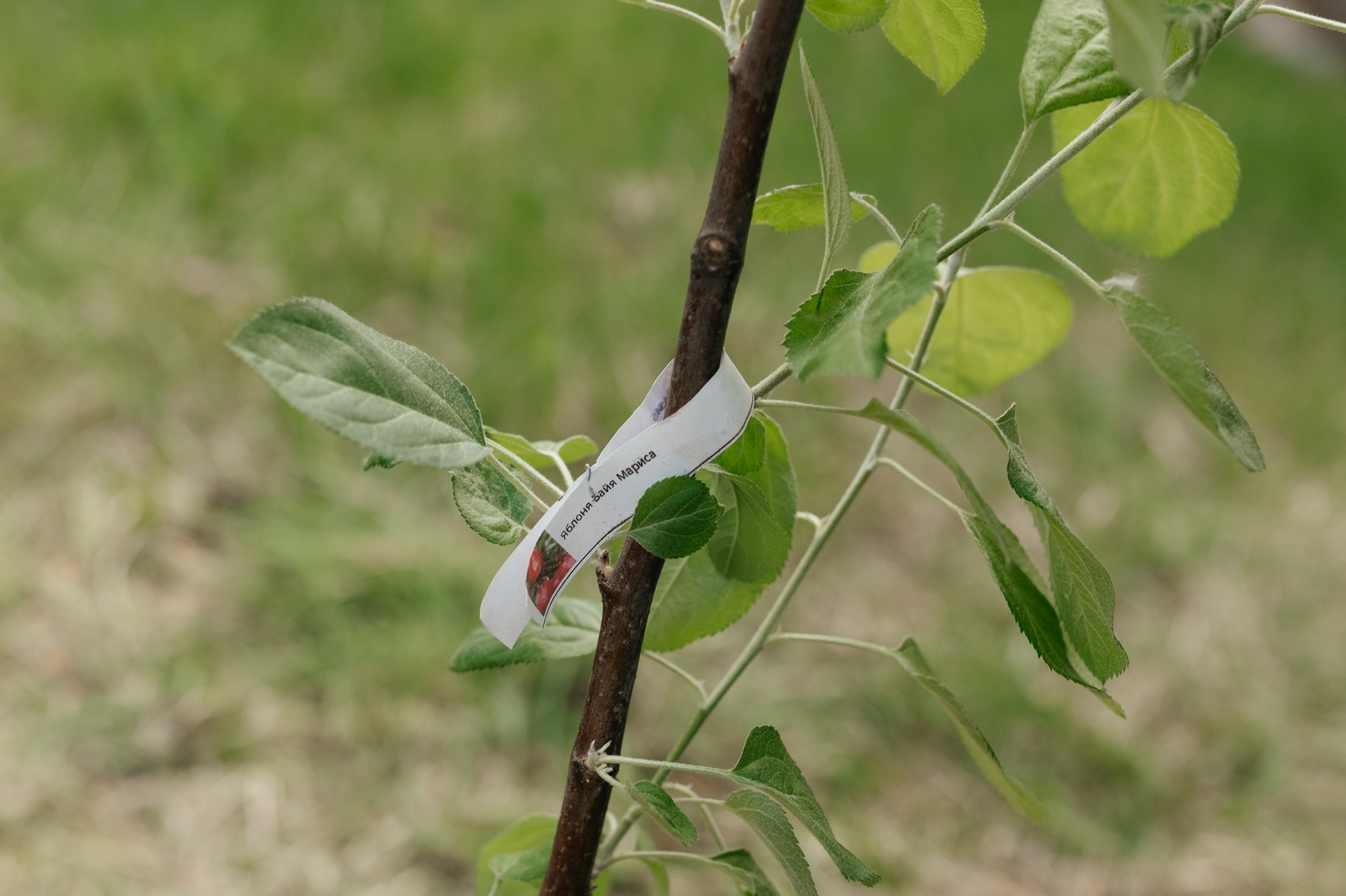 Виктор и Ксения. Свадебный и студийный фотограф Ирина Котикова