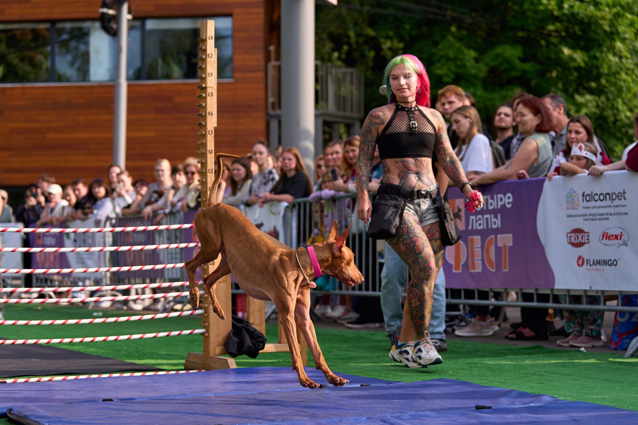 4 лапы Фест. Многоборье. Фотограф-анималист Михаил Манухин