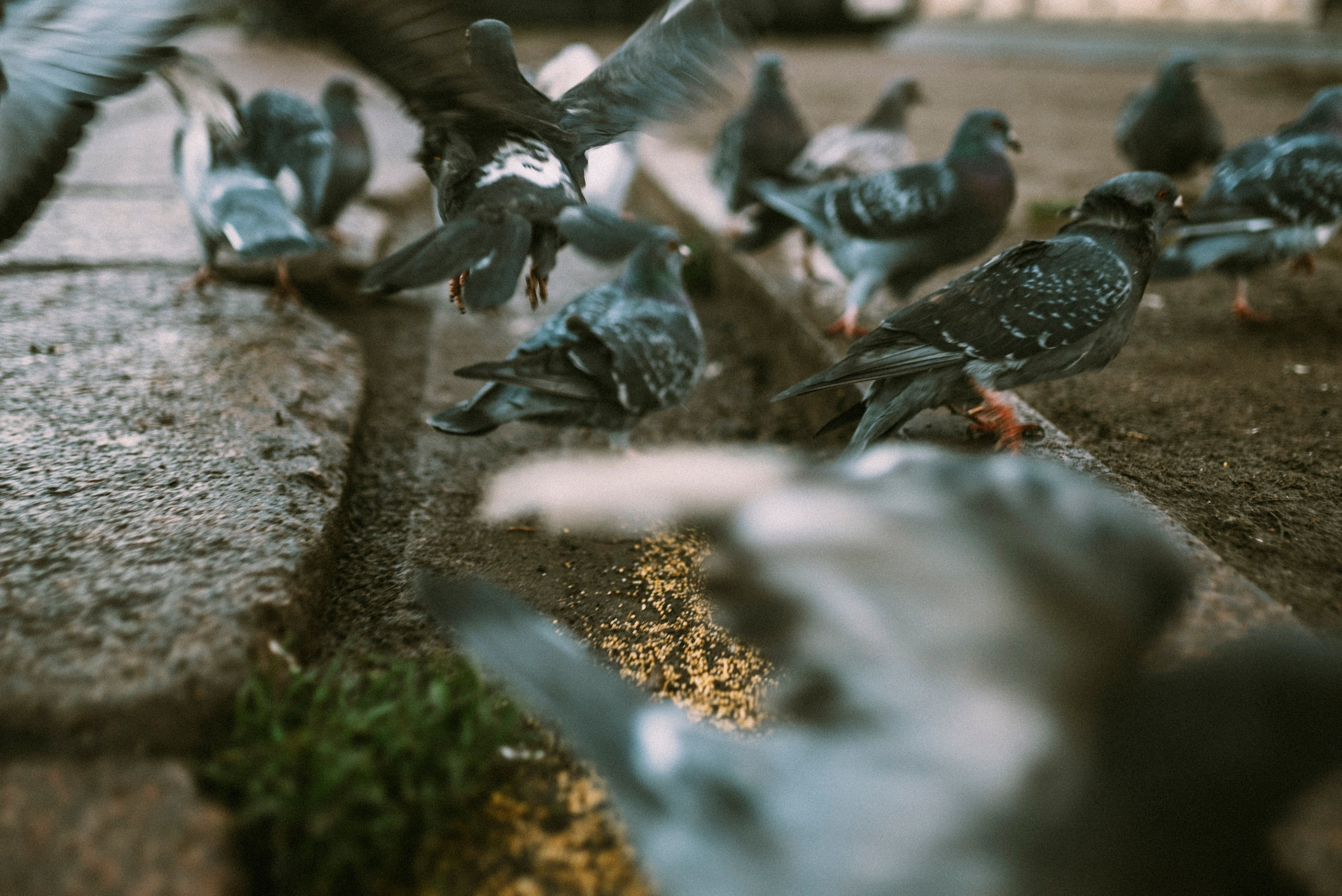 2025. Стрит-фотография, полная абсурда, идиотизма и красоты