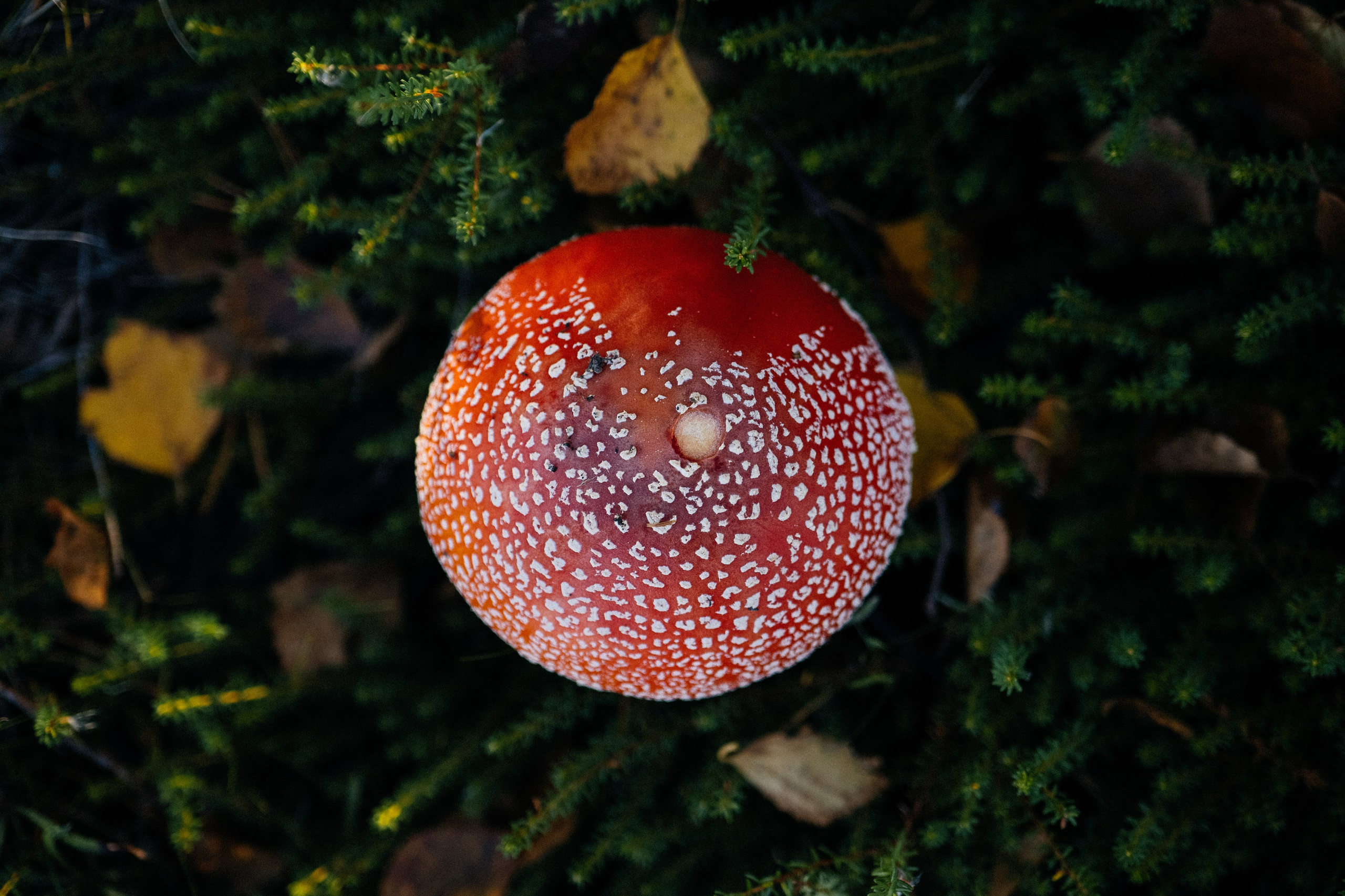 КАРЕЛИЯ / ОСЕНЬ. Создание контента | Фото | Видеосъемка | Александр Ярков