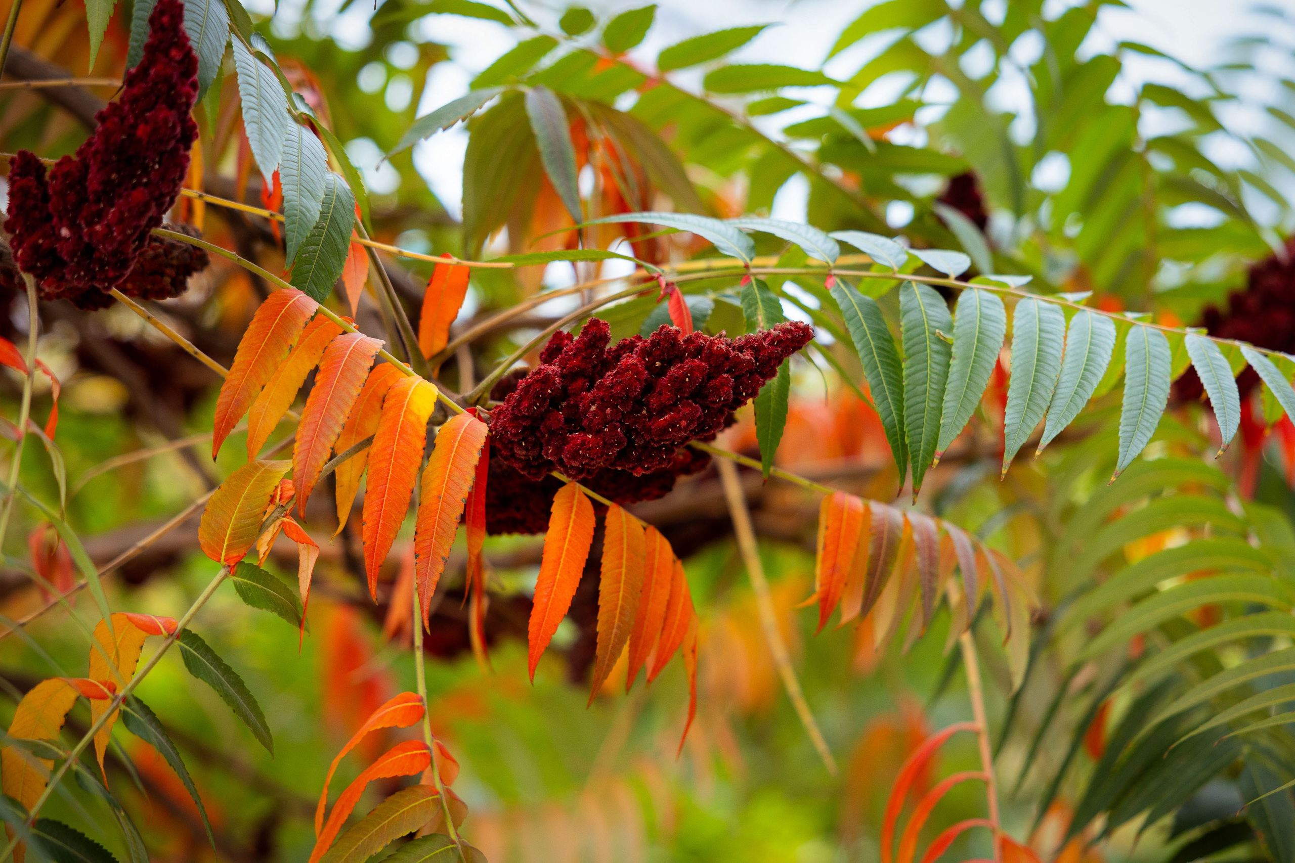 Казахстан (осень 2024). Фотограф Виноградов Константин