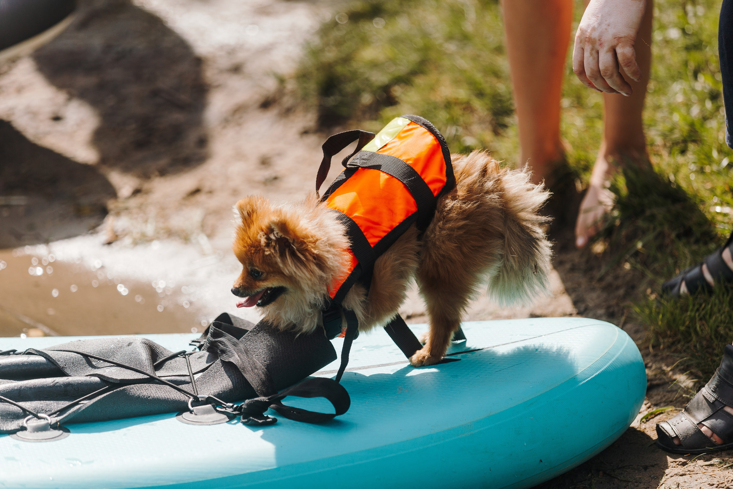 Petshop Sup day. Фотограф анималист Кристина Карпова, Москва