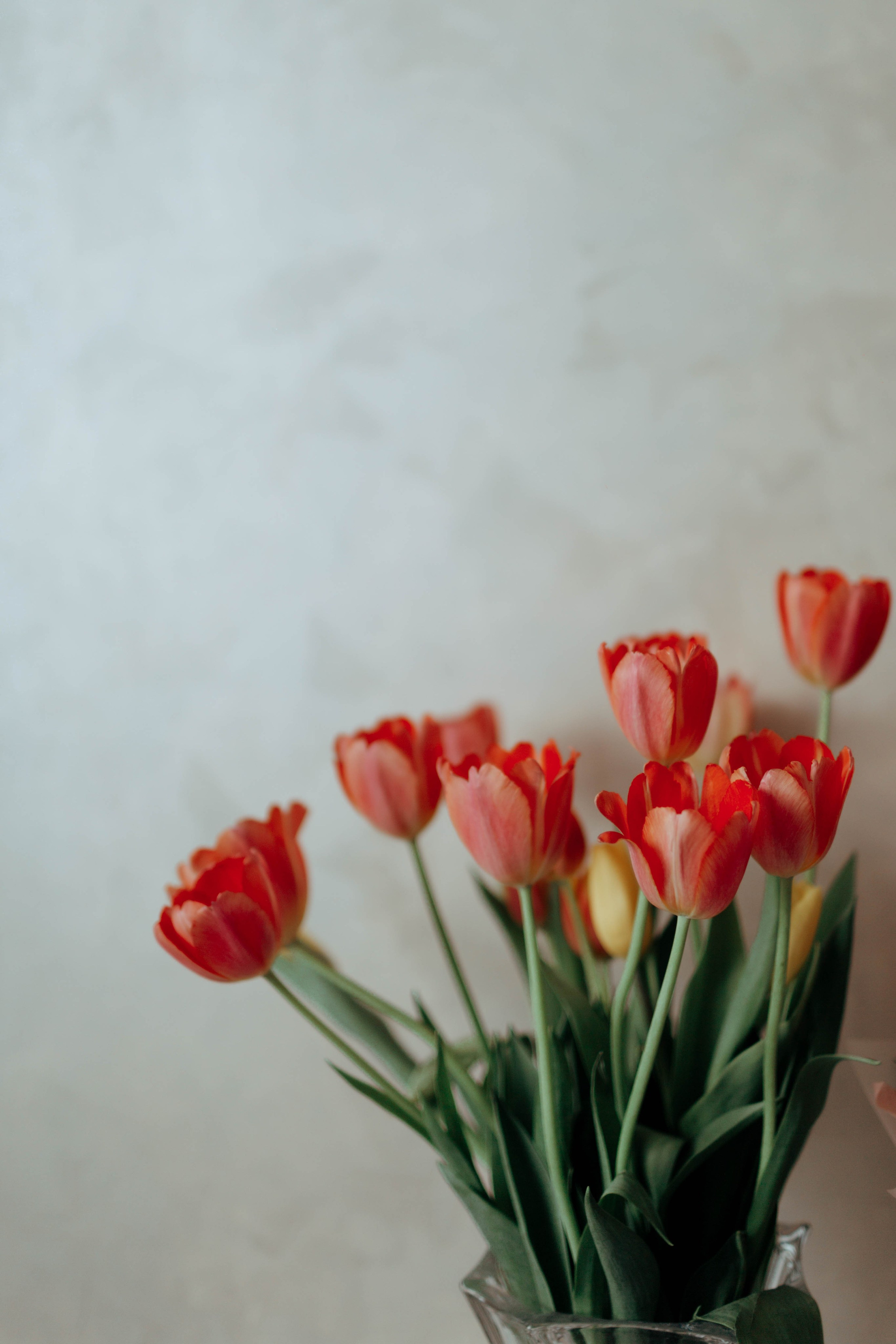 Tulips. Фотограф и видеограф Мария Банщикова, Солнечногорск, Москва