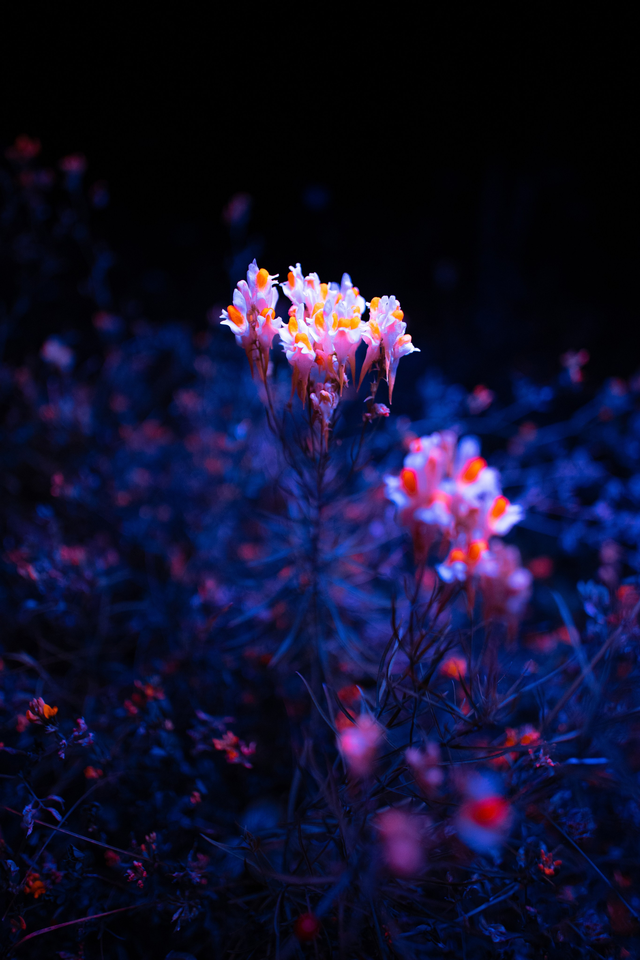 ЦВЕТНЫЕ ФОТОГРАФИИ. Никита Аничкин фото и видео оператор из России