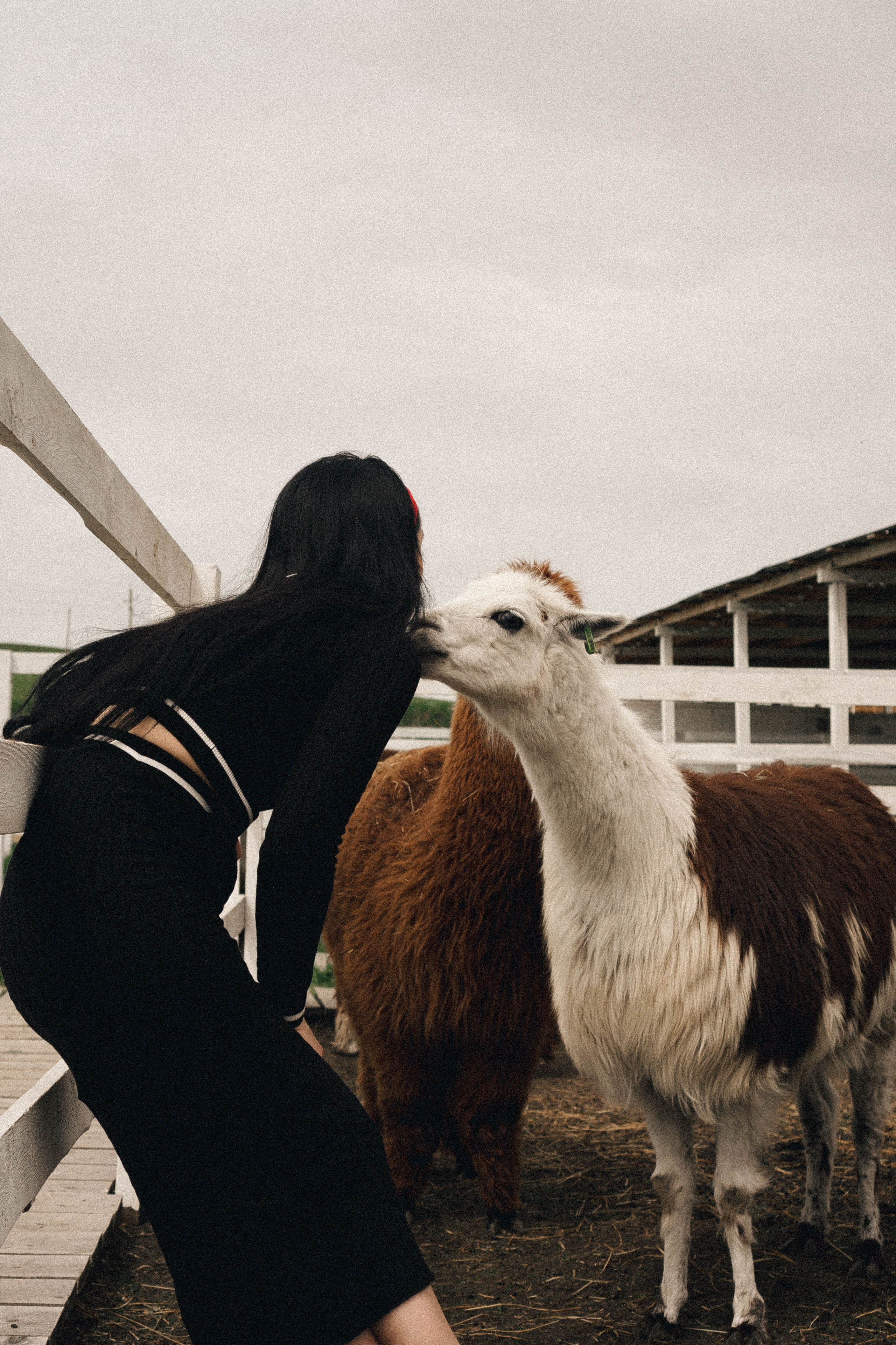 Ферма Альпак. Профессиональный фотограф, Санкт-Петербург — Виктория Богомолова