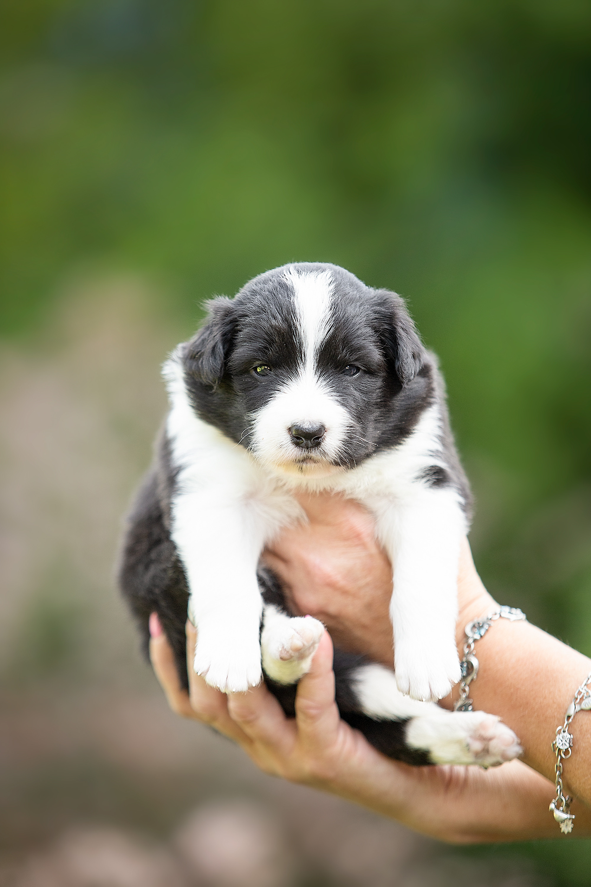 Фотосессии помётов щенков. Фотограф. Фотограф-анималист. Москва