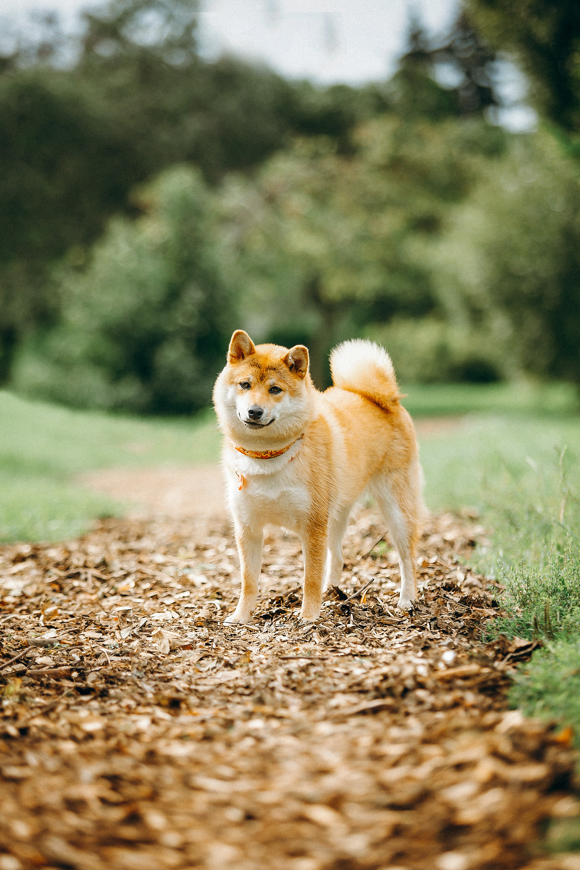 Семейные фотосессии с питомцами. Фотограф. Фотограф-анималист. Москва