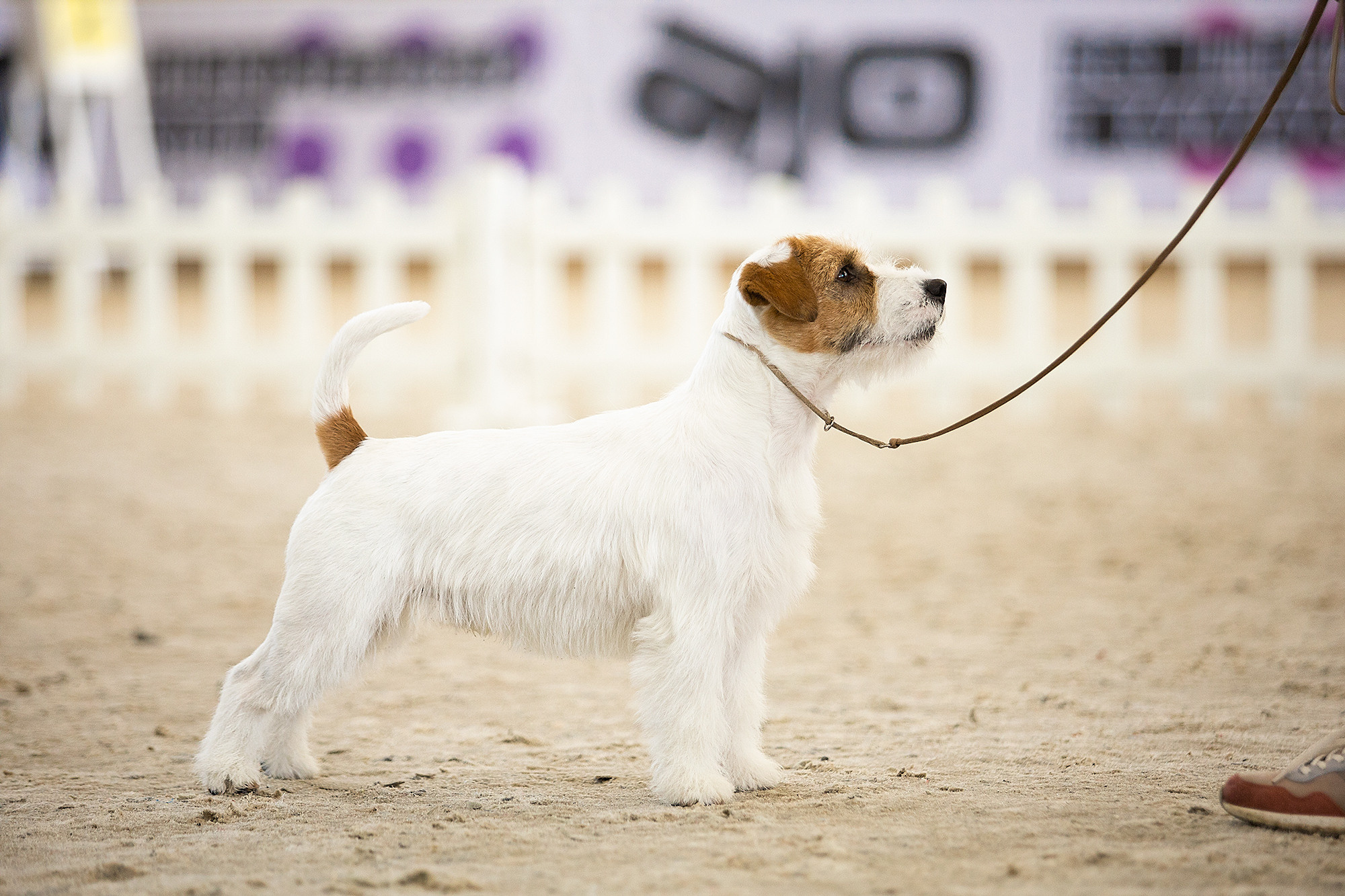 Выставочный репортаж. Фотограф. Фотограф-анималист. Москва