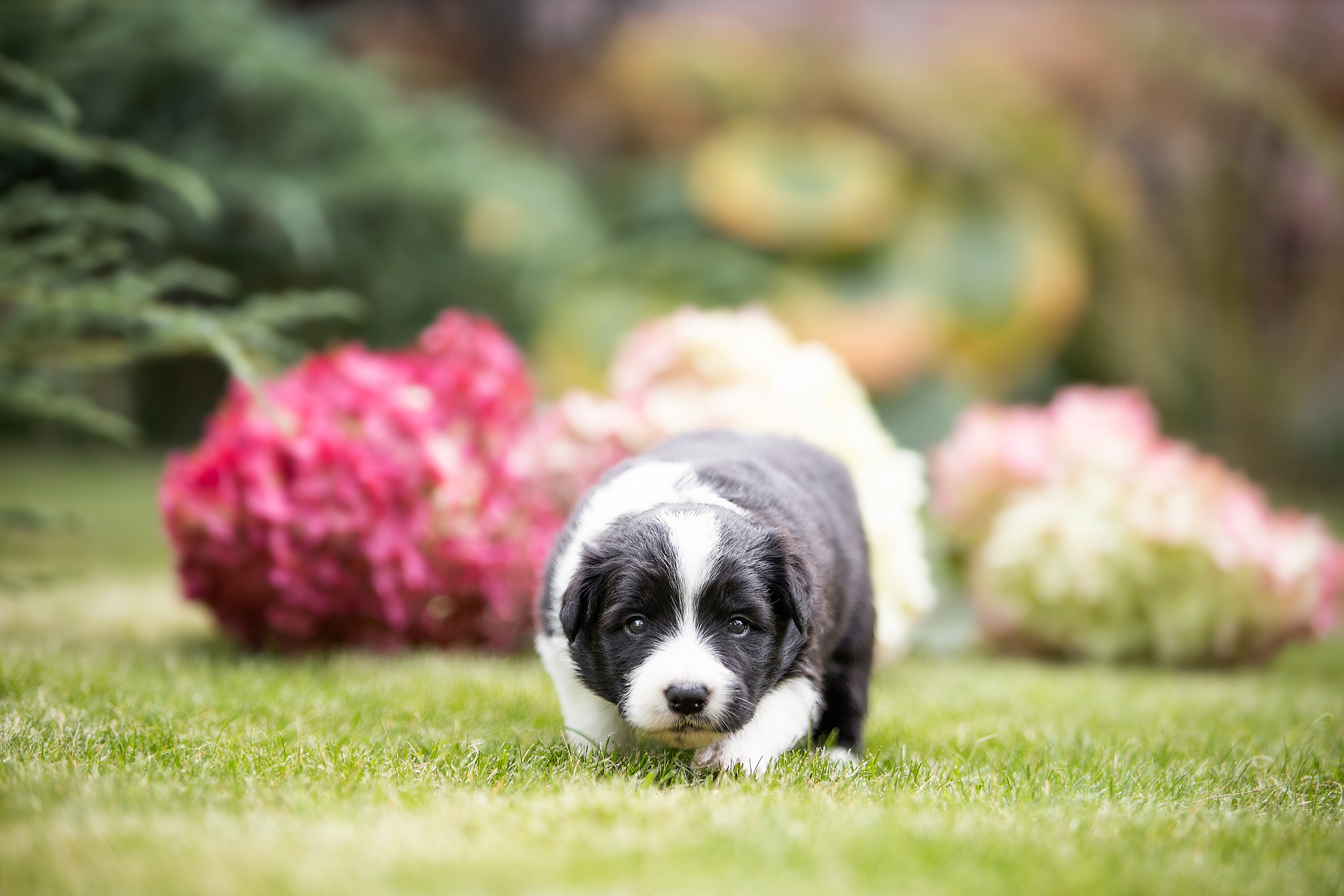 Фотосессии помётов щенков. Фотограф. Фотограф-анималист. Москва