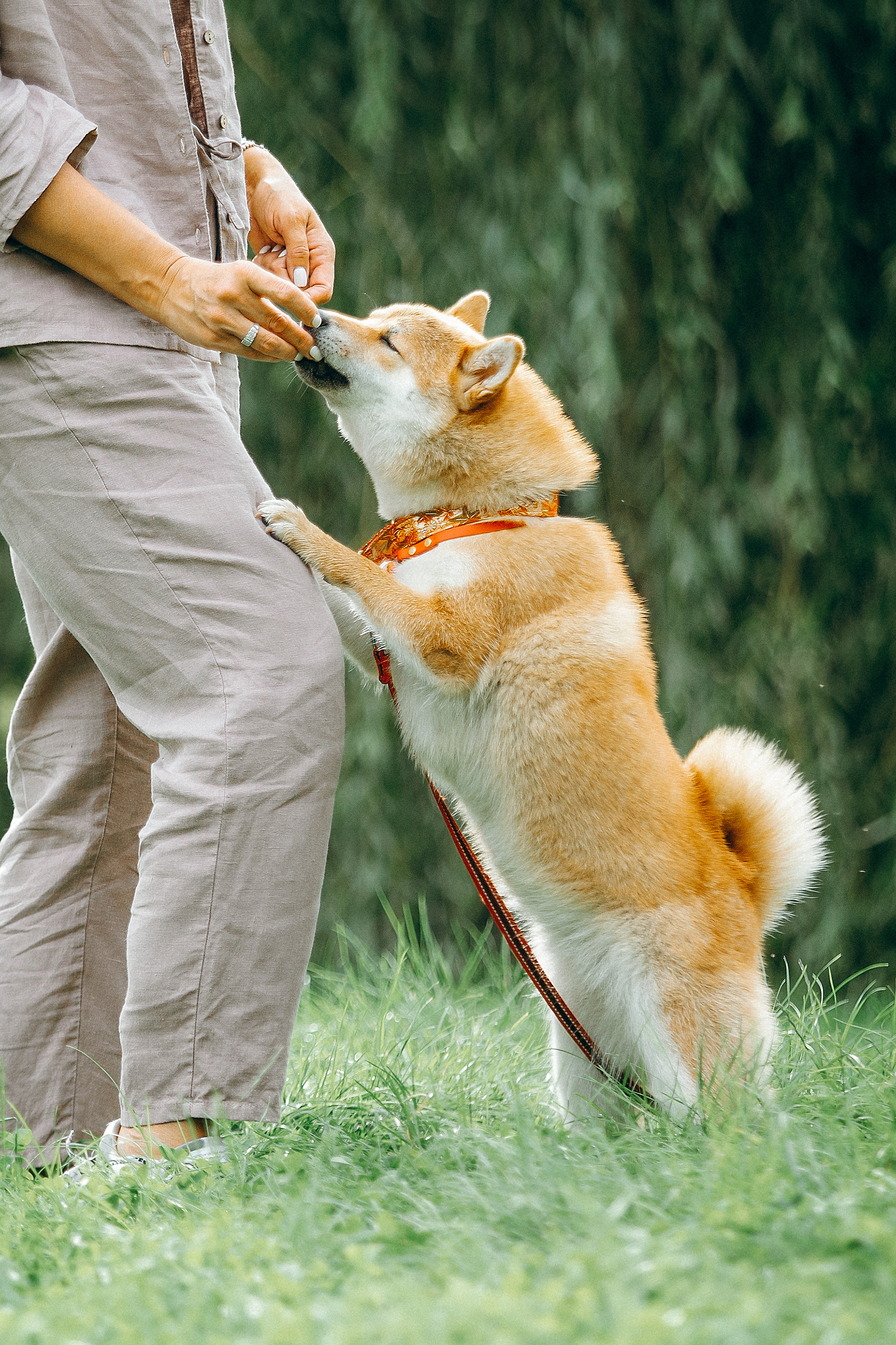 Семейные фотосессии с питомцами. Фотограф. Фотограф-анималист. Москва