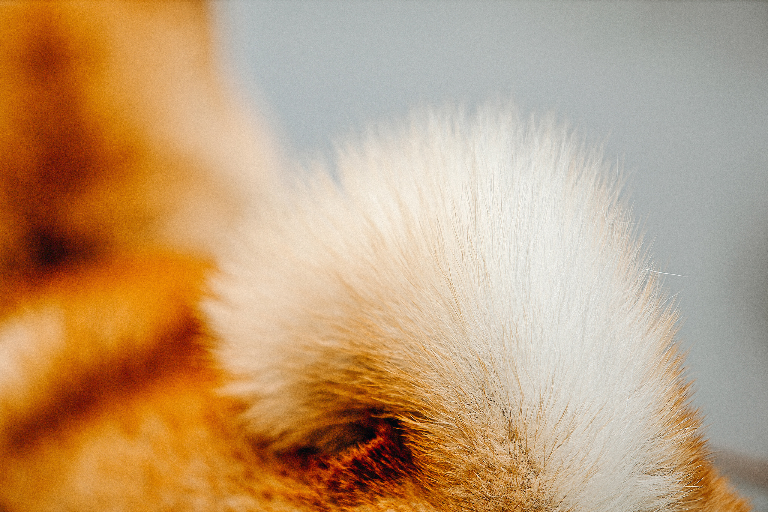 Семейные фотосессии с питомцами. Фотограф. Фотограф-анималист. Москва