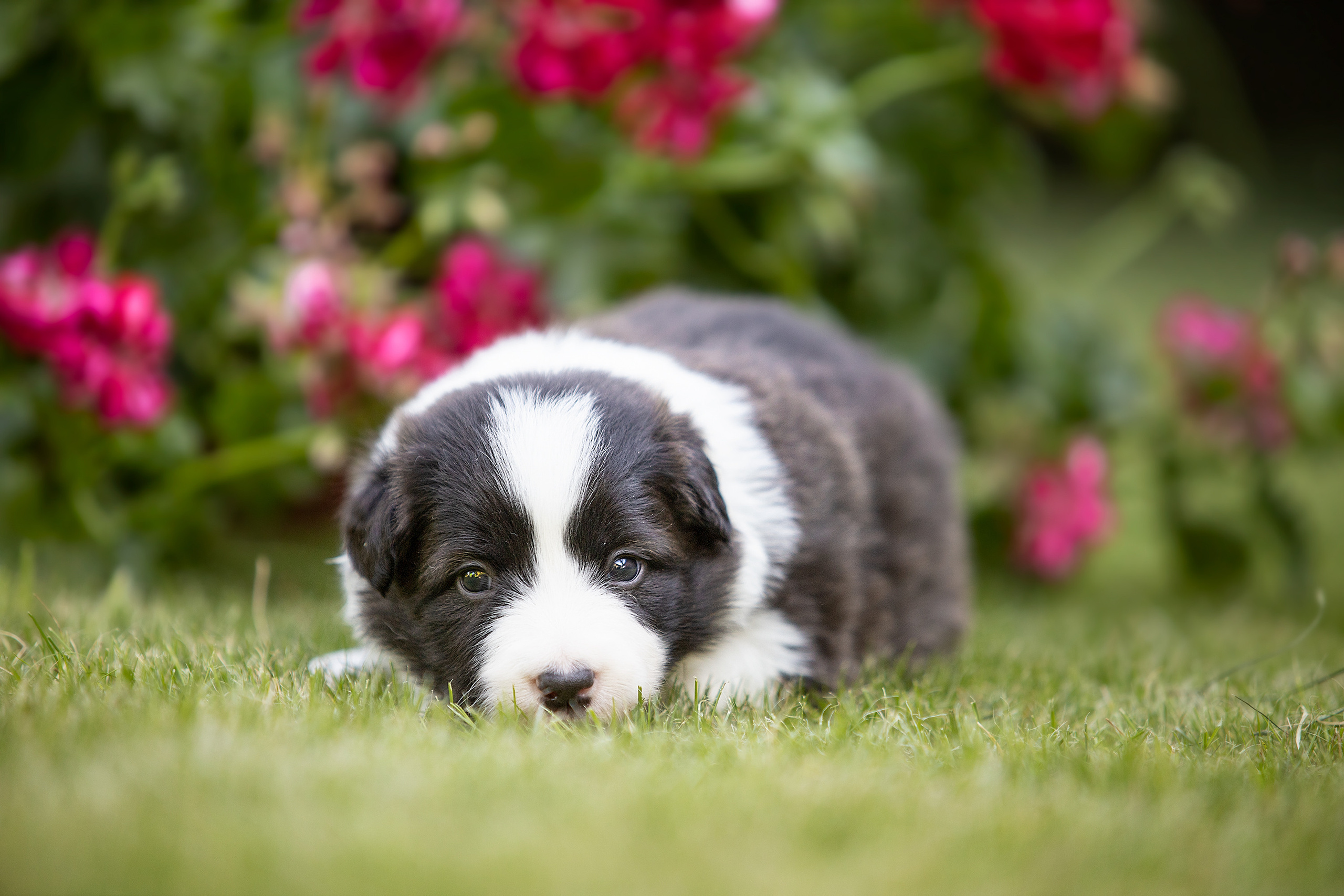Фотосессии помётов щенков. Фотограф. Фотограф-анималист. Москва