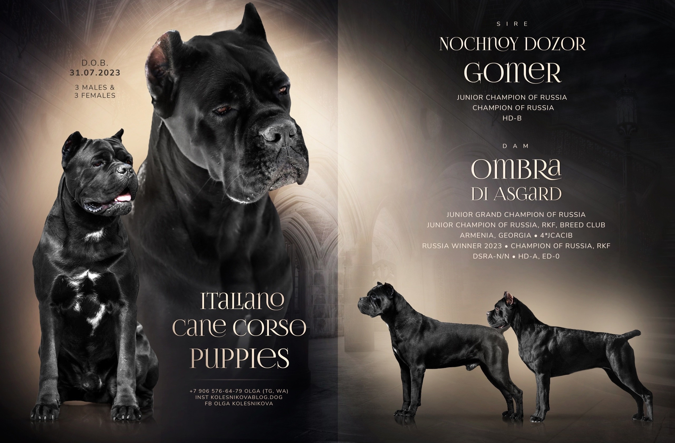 Презентации из моих фото. Фотограф. Фотограф-анималист. Москва