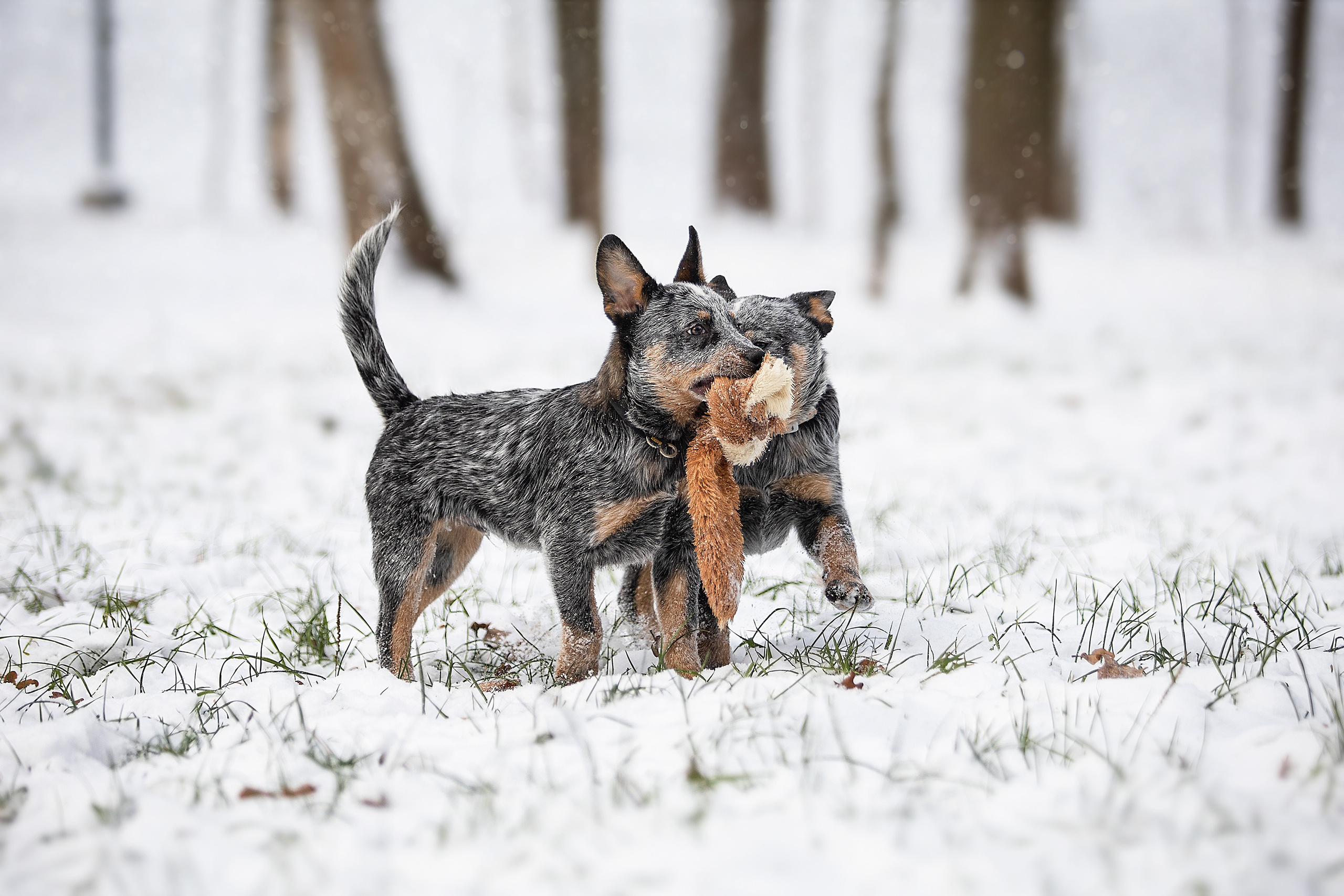 Анималистика. Фотограф. Фотограф-анималист. Москва