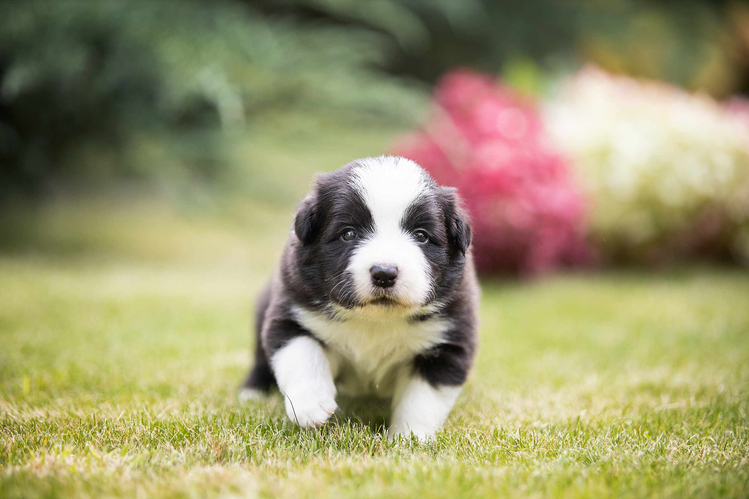 Фотосессии помётов щенков. Фотограф. Фотограф-анималист. Москва