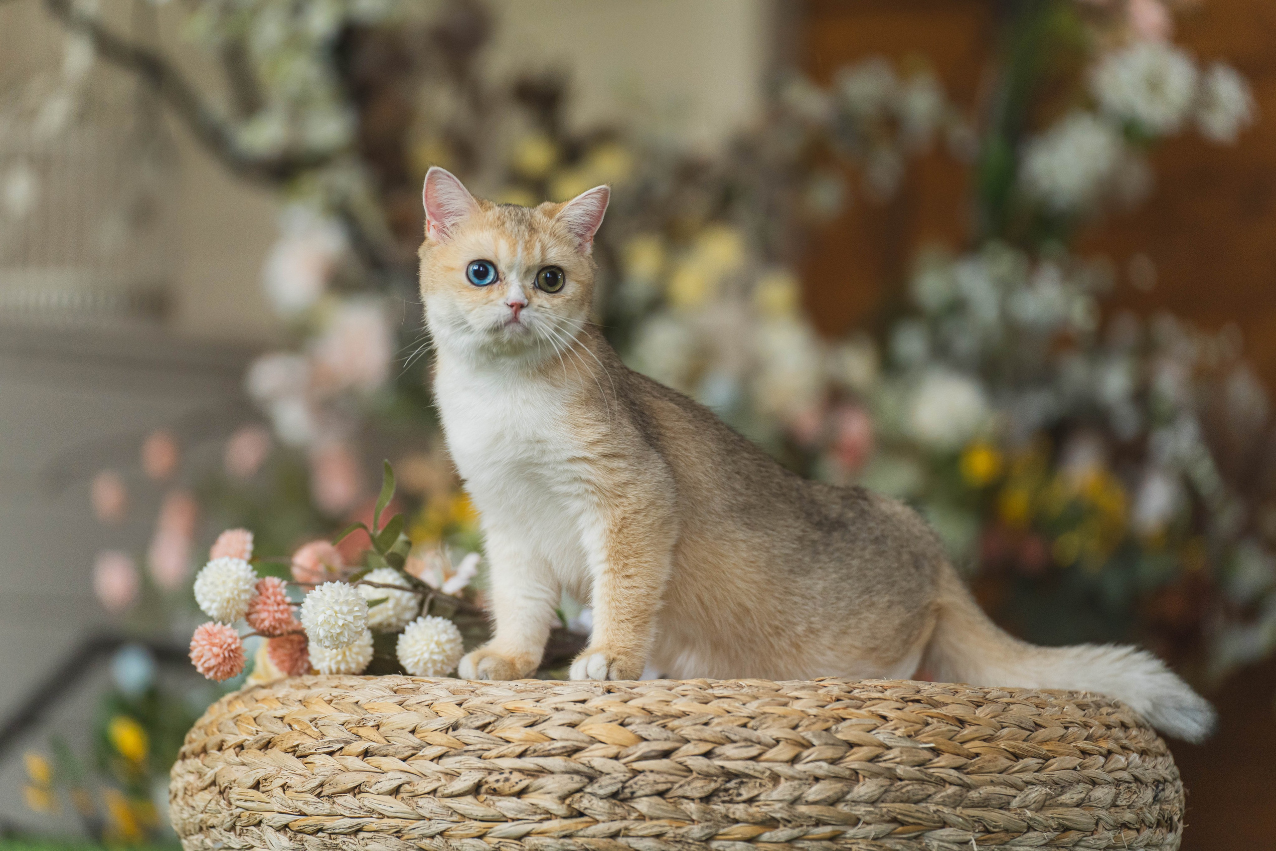 Питомник Шотландских кошек. Фотограф в Москве Ленарская Дарья