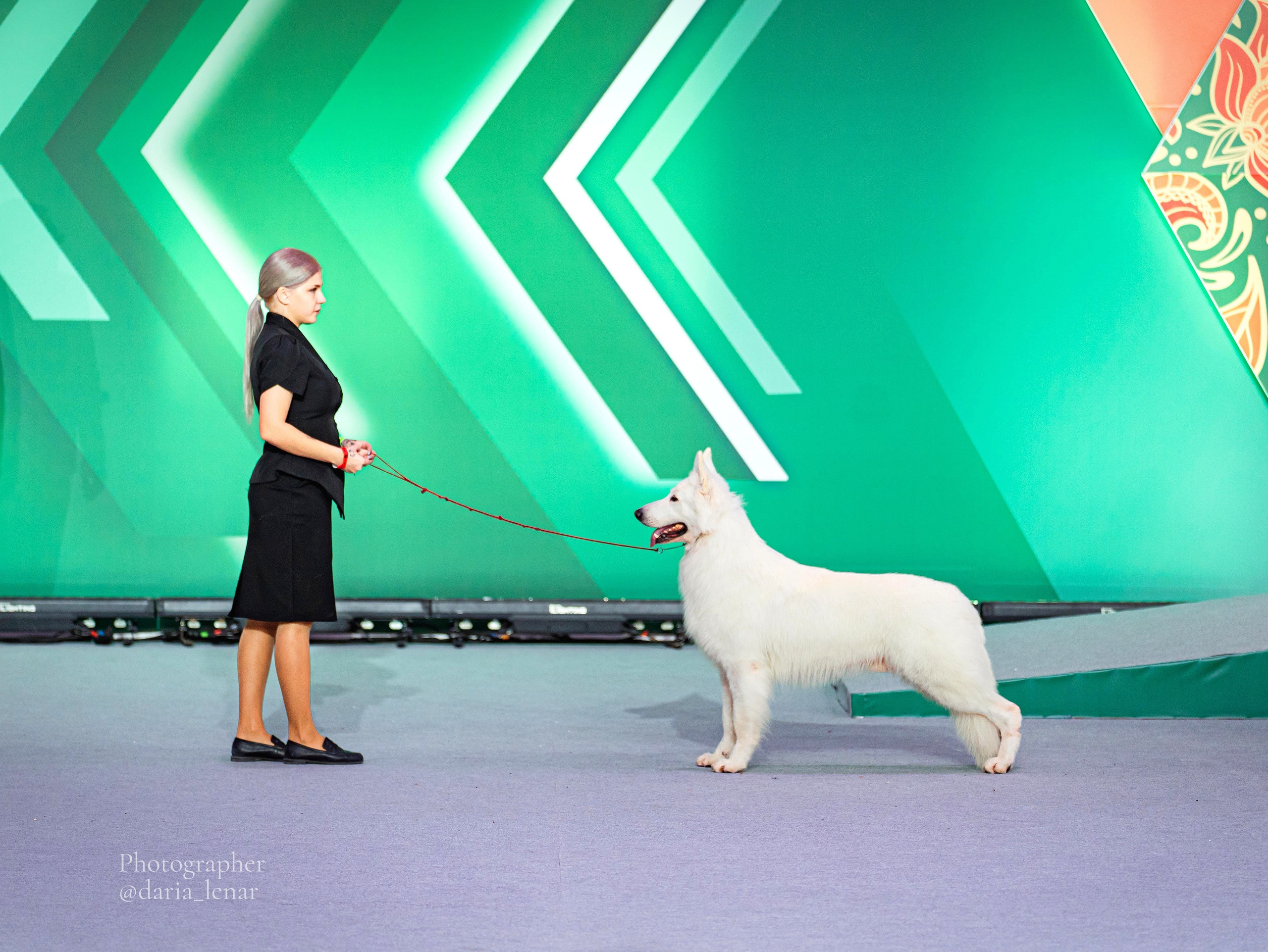 Выставки собак. Фотограф в Москве Ленарская Дарья