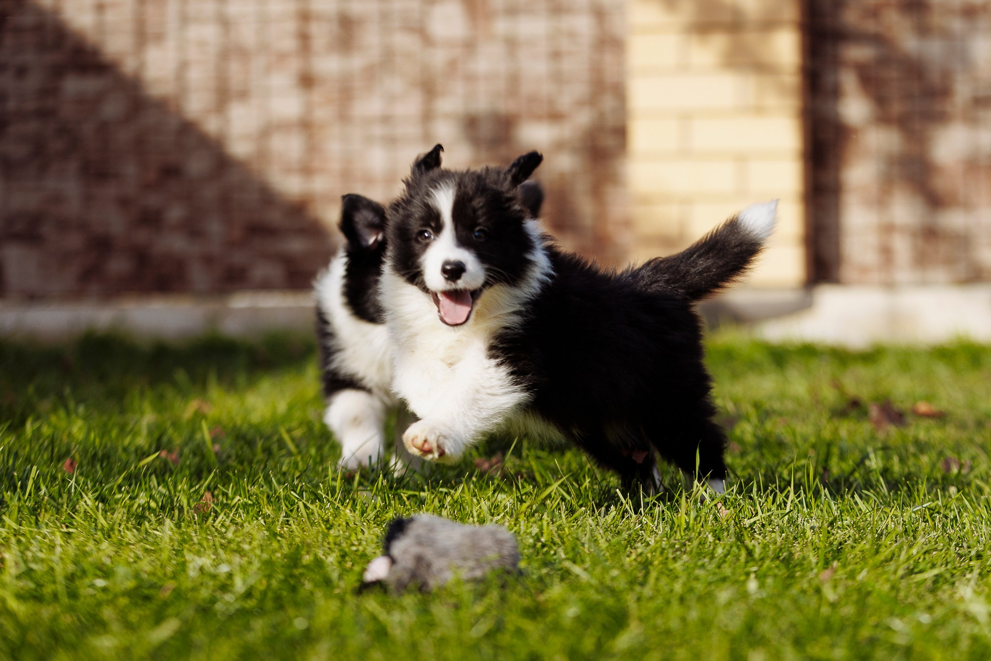 У дома с большой компанией от мала до велика. О нас