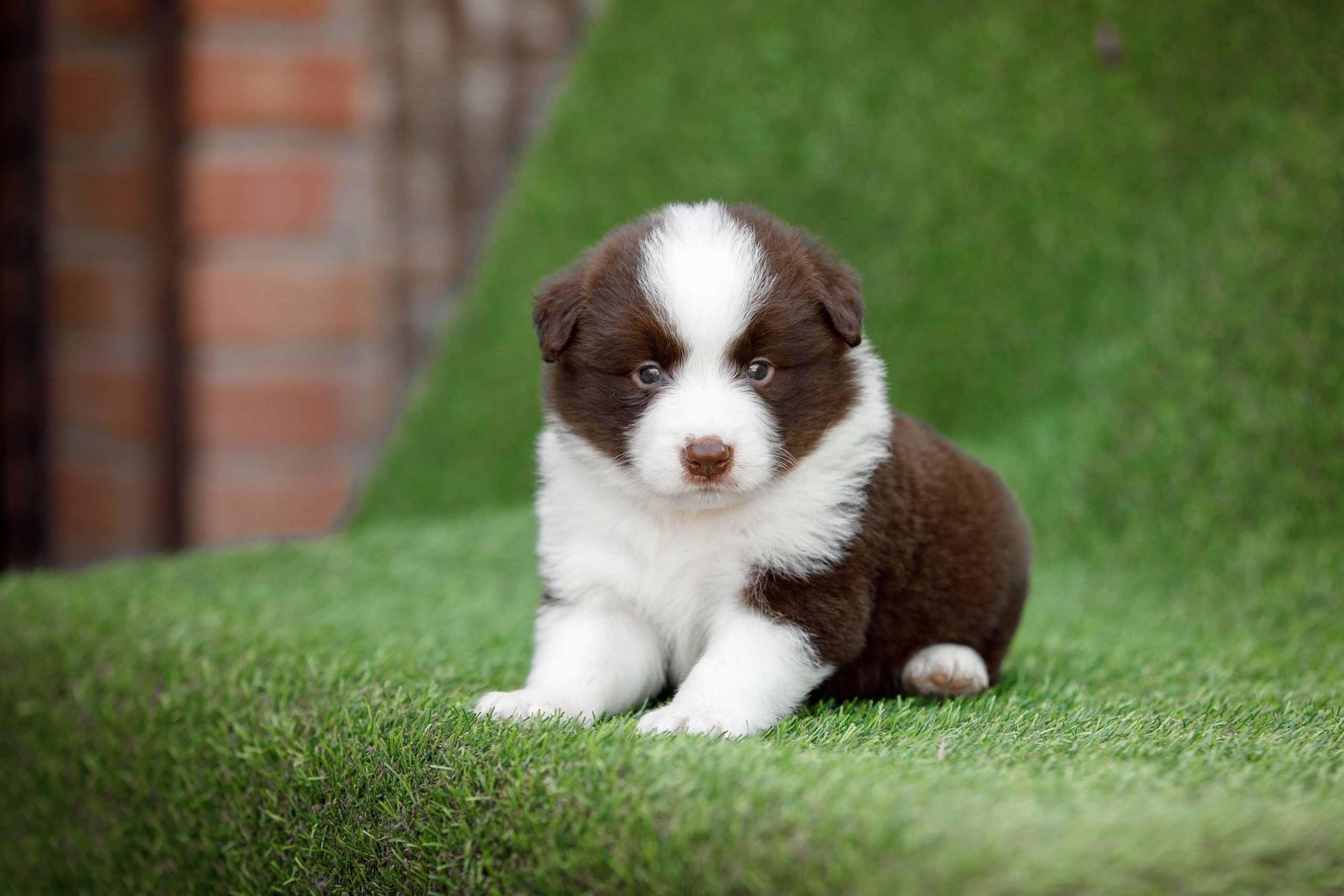 Смешарики. О нас