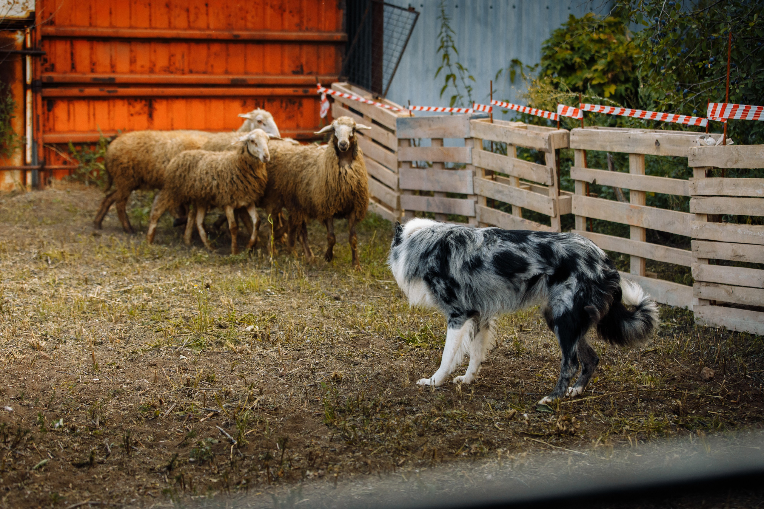 Овечий день. О нас