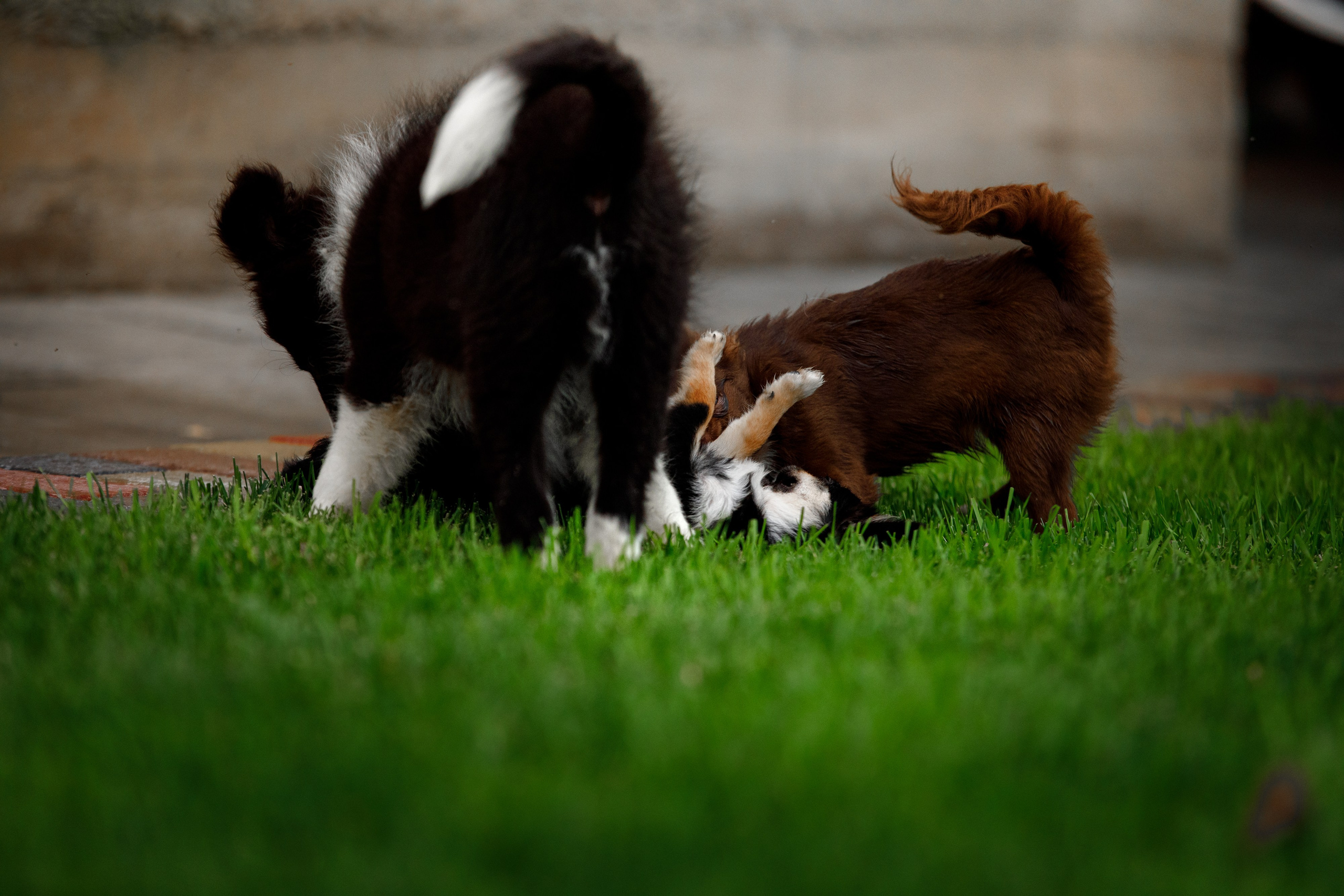 Болтовня в саду. О нас
