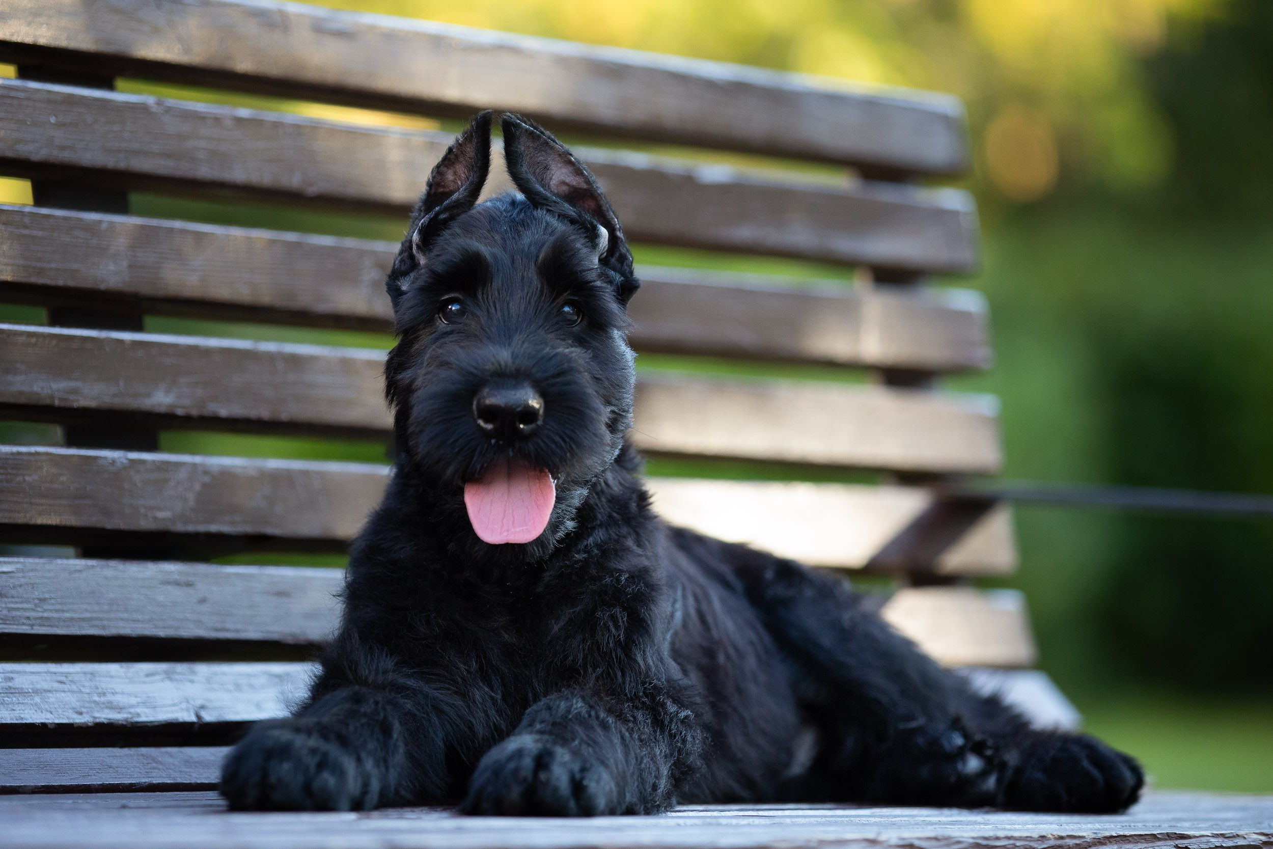 Уличная съемка щенков ризеншнауцера. Фотограф-анималист в Москве и Московской области Татьяна Фролова