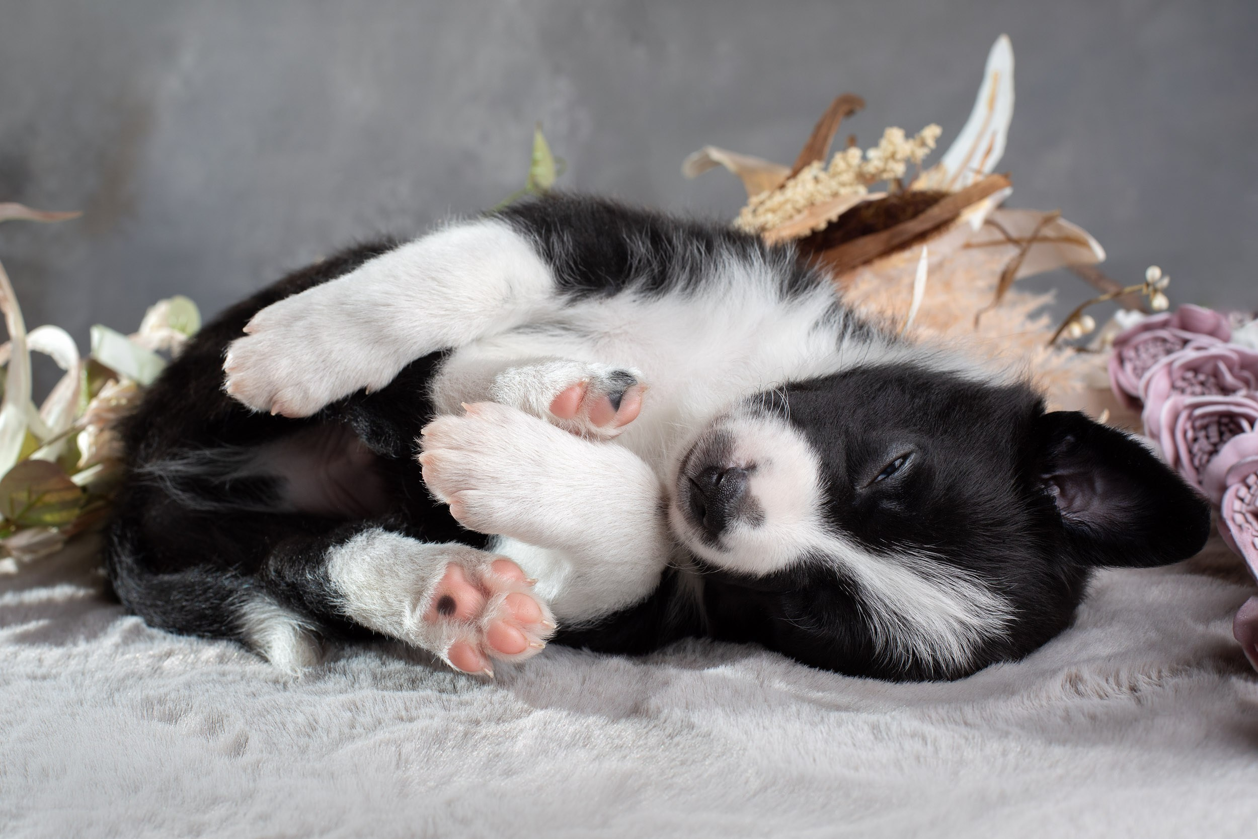 Фотосет помёта щенков для заводчиков. Фотограф-анималист в Москве и Московской области Татьяна Фролова