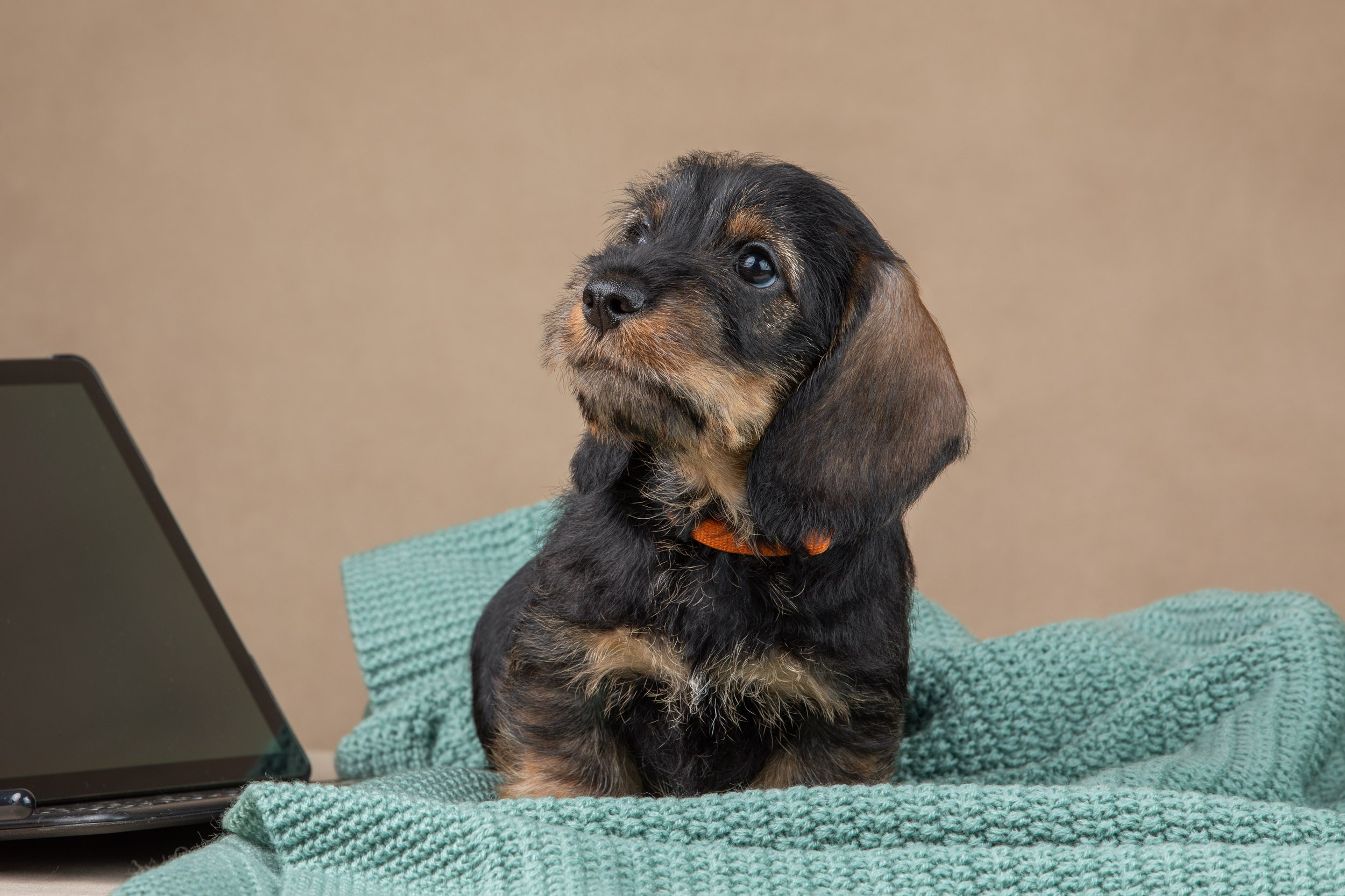 Съемка щенков жесткошерстной таксы на бежевом фоне в ящике. Фотограф-анималист в Москве и Московской области Татьяна Фролова