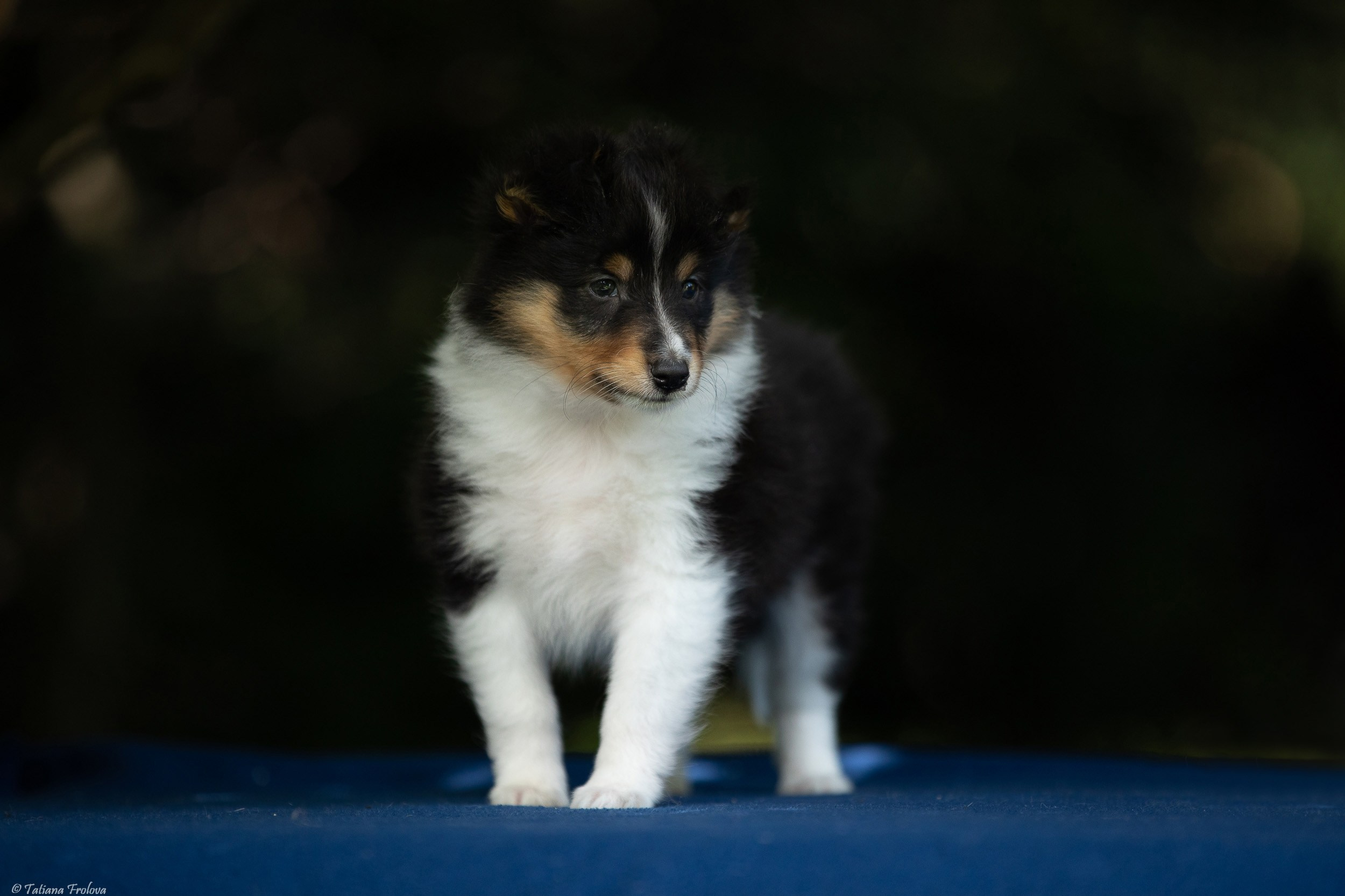 Фото помета щенков для продажи. Фотограф-анималист в Москве и Московской области Татьяна Фролова