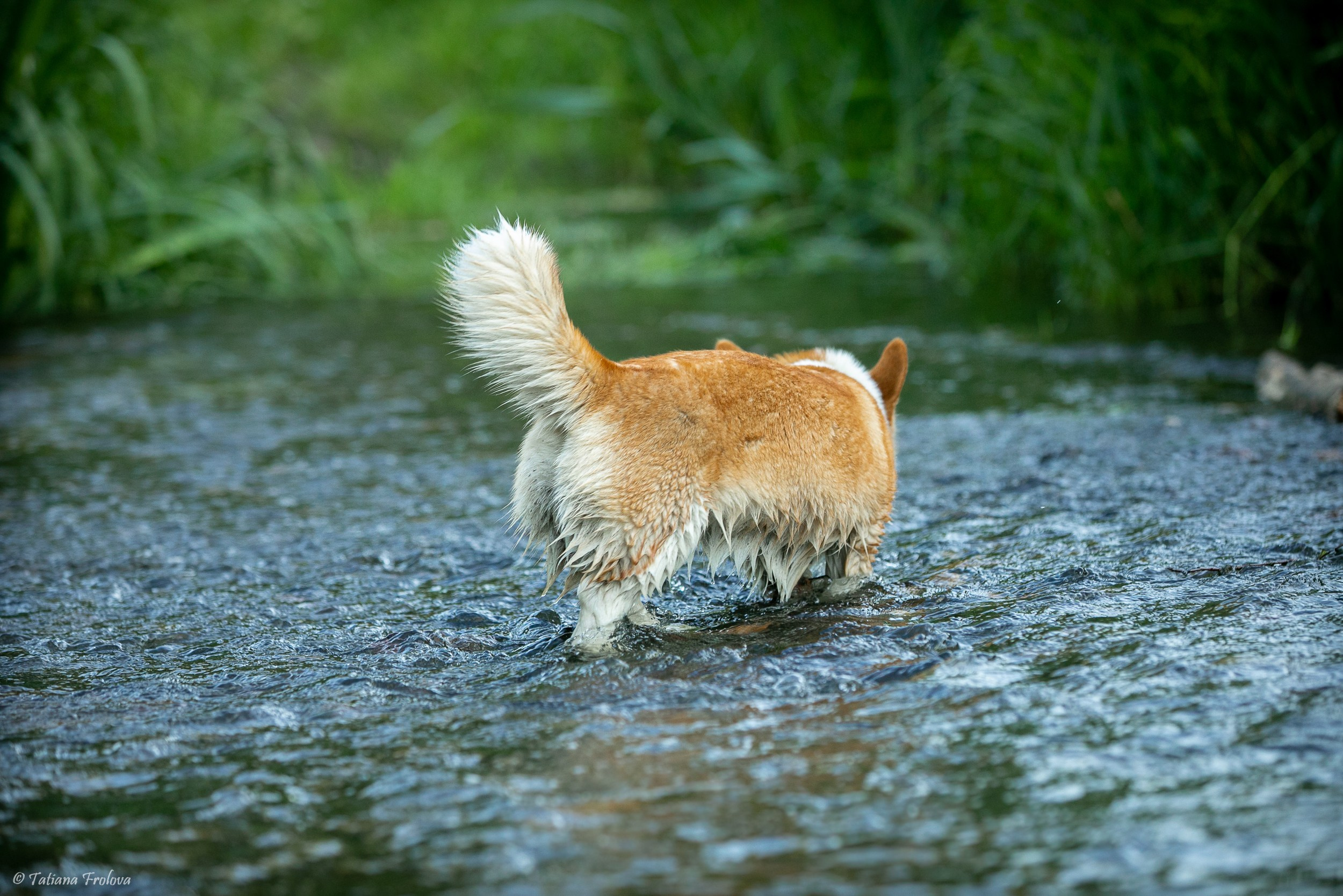 Фотографии собаки с хозяйкой в парке летним вечером. Фотограф-анималист в Москве и Московской области Татьяна Фролова