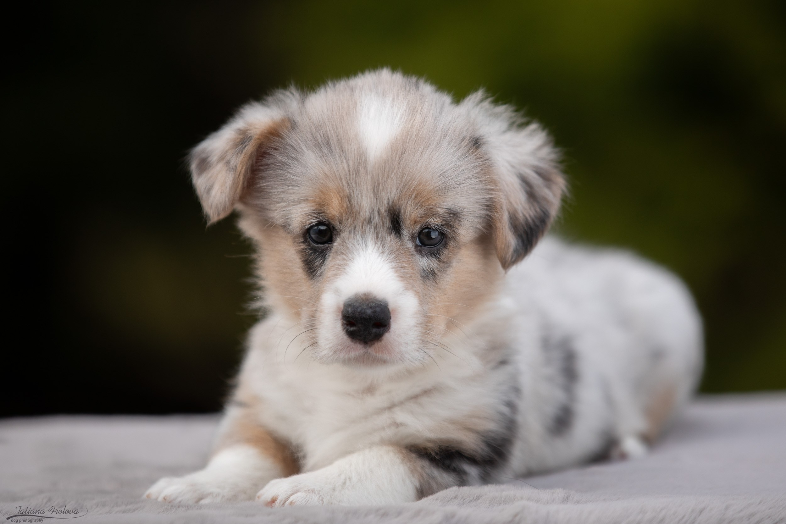 Съемка помета щенков для продажи на улице. Фотограф-анималист в Москве и Московской области Татьяна Фролова