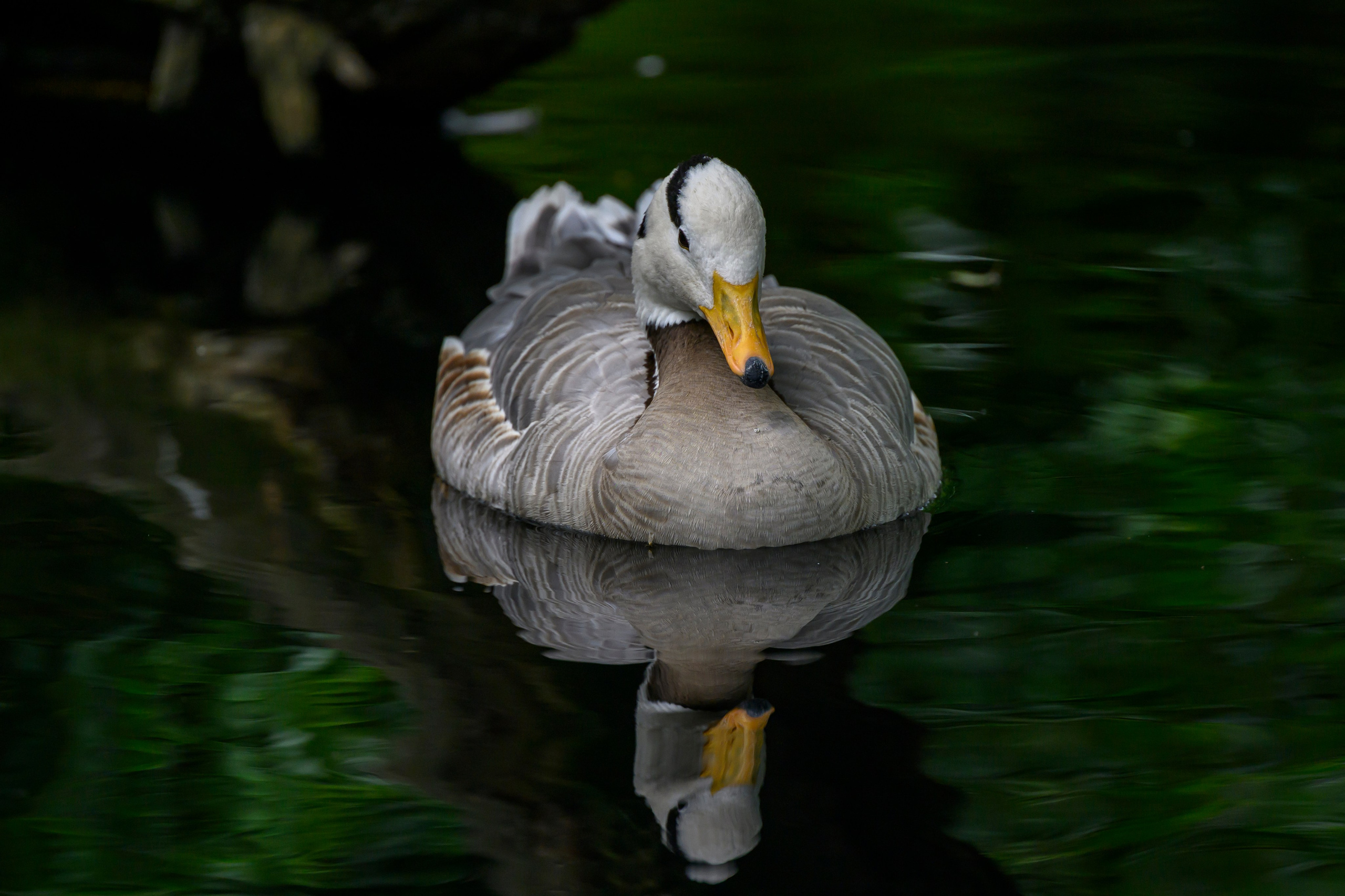 Nikkor 180-400 f/4 TC. Фотограф Сергей Пупонин