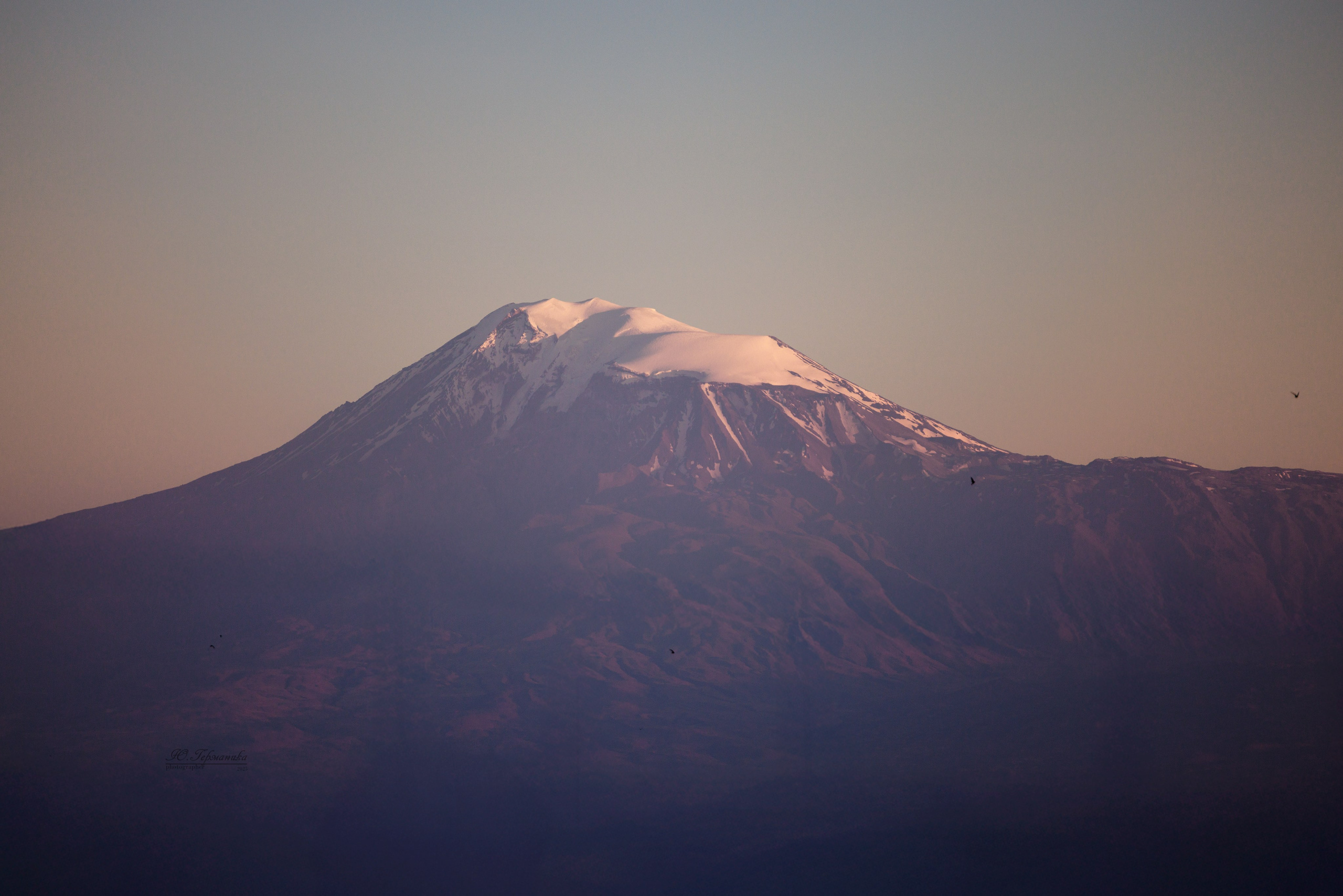 Ереван 3хCACIB 23-25.06.2025. Фотограф-анималист Юлия Германика
