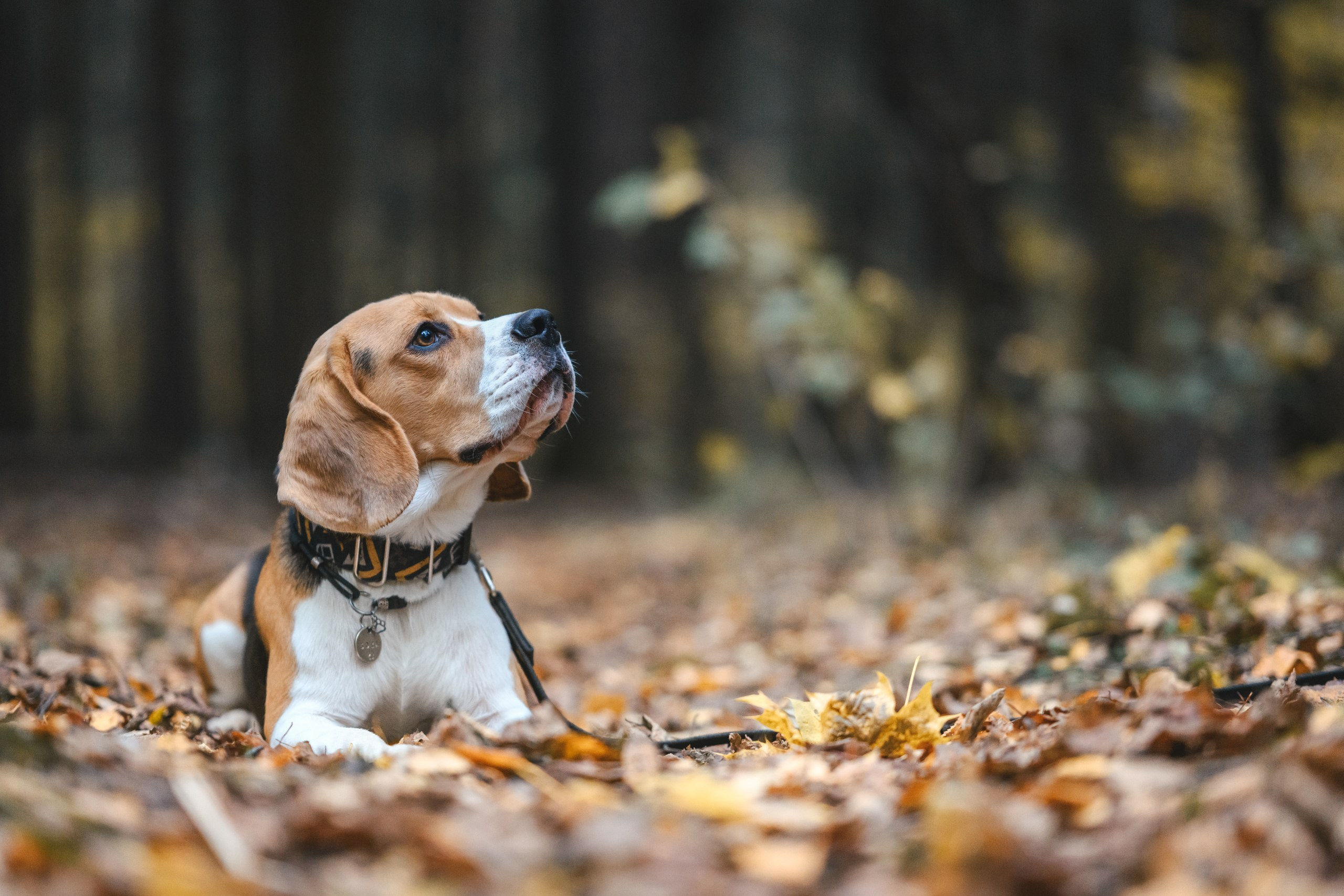 Наталья и Бока. Фотограф Анималист в Москве Анастасия Жучкова