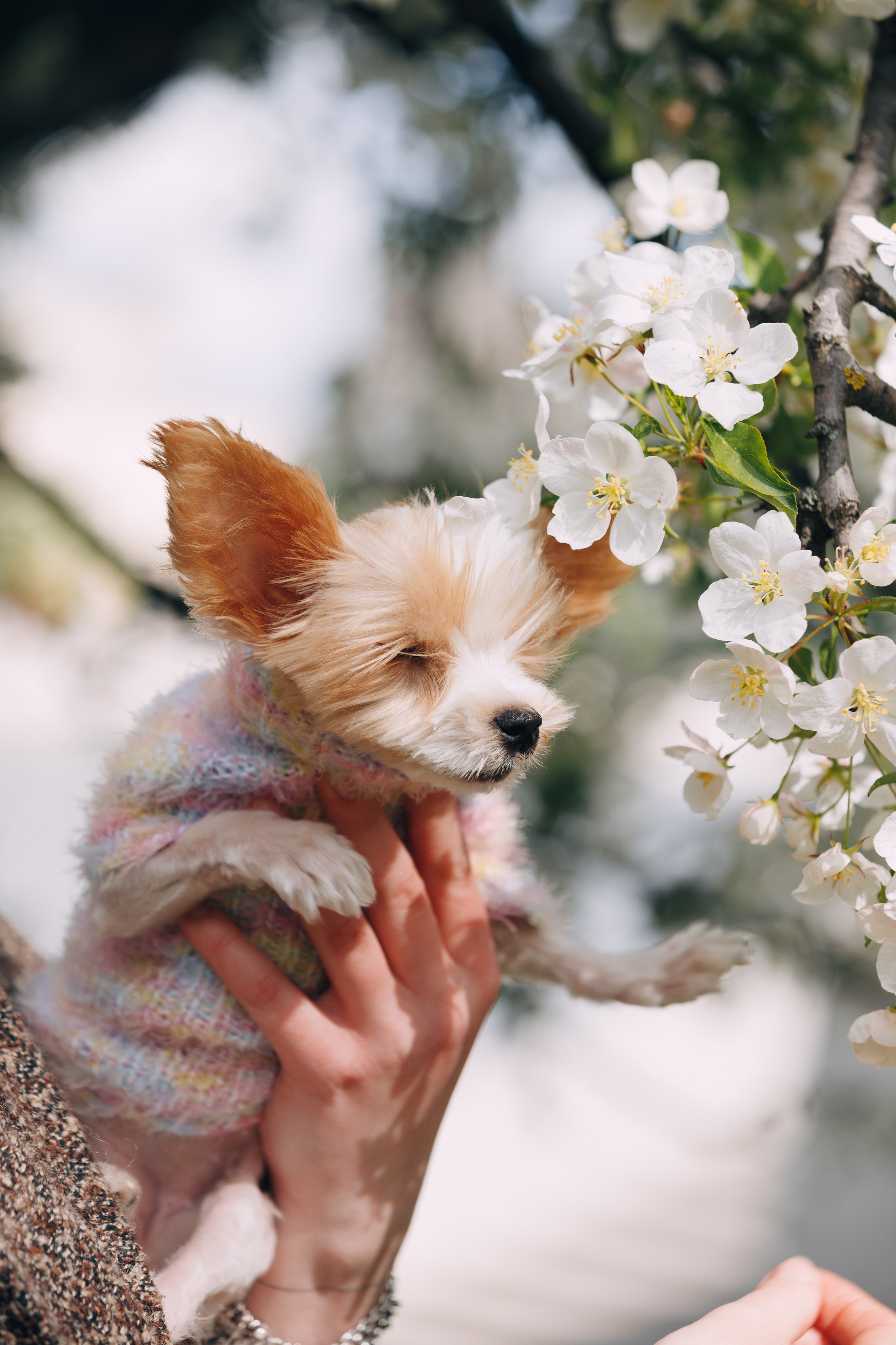 Оля, Патрик, Мейли и Джонни. Фотограф анималист Кристина Карпова, Москва