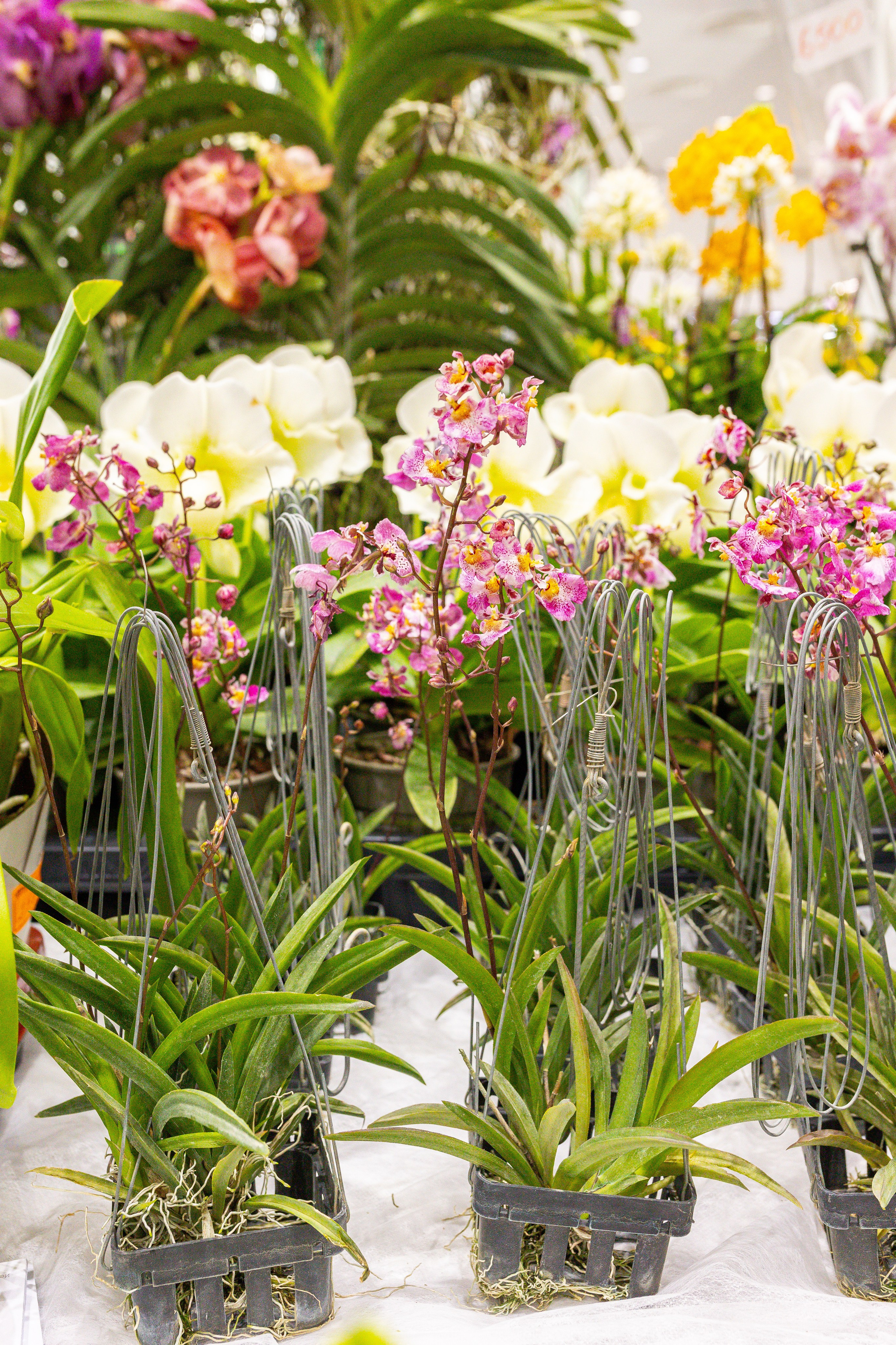 Орхидиум сентябрь 2025. Александра Куликова фотограф, Москва