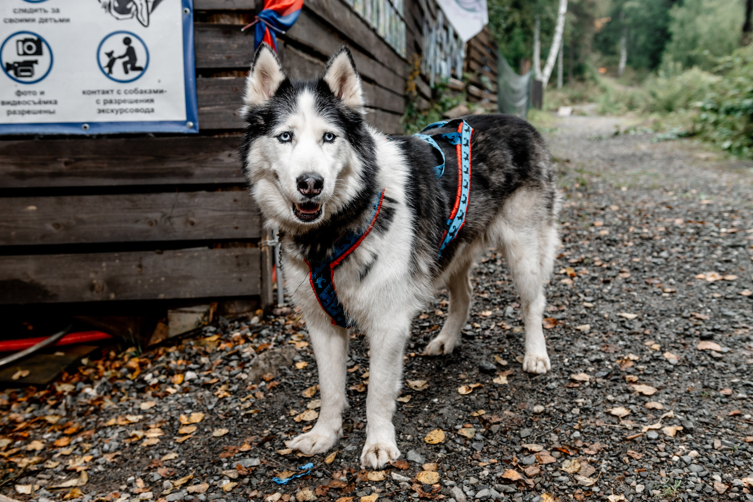 Дог-треккинг