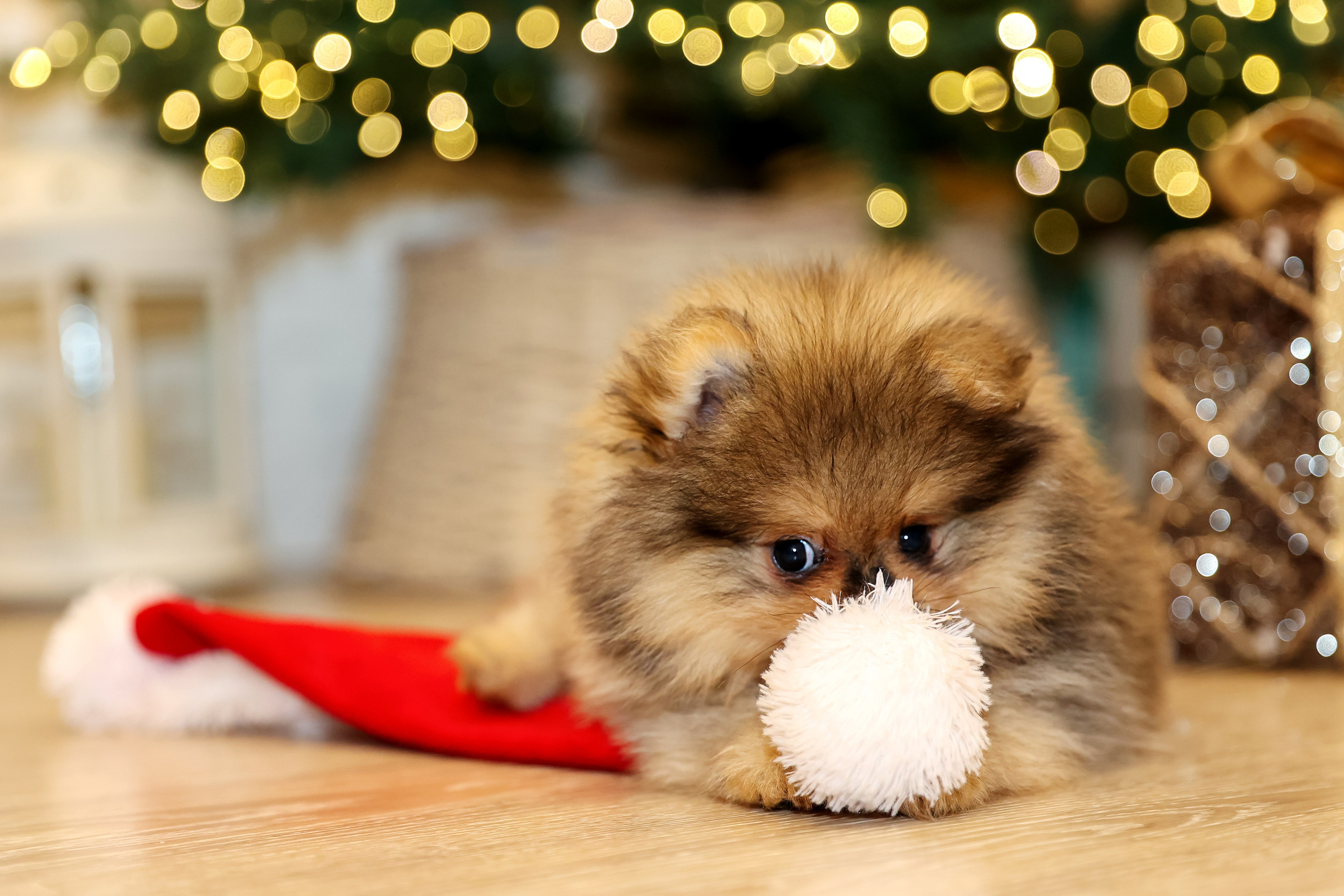 Съемка щенков шпица. Фотограф — Татьяна Кириллова, г. Санкт-Петербург