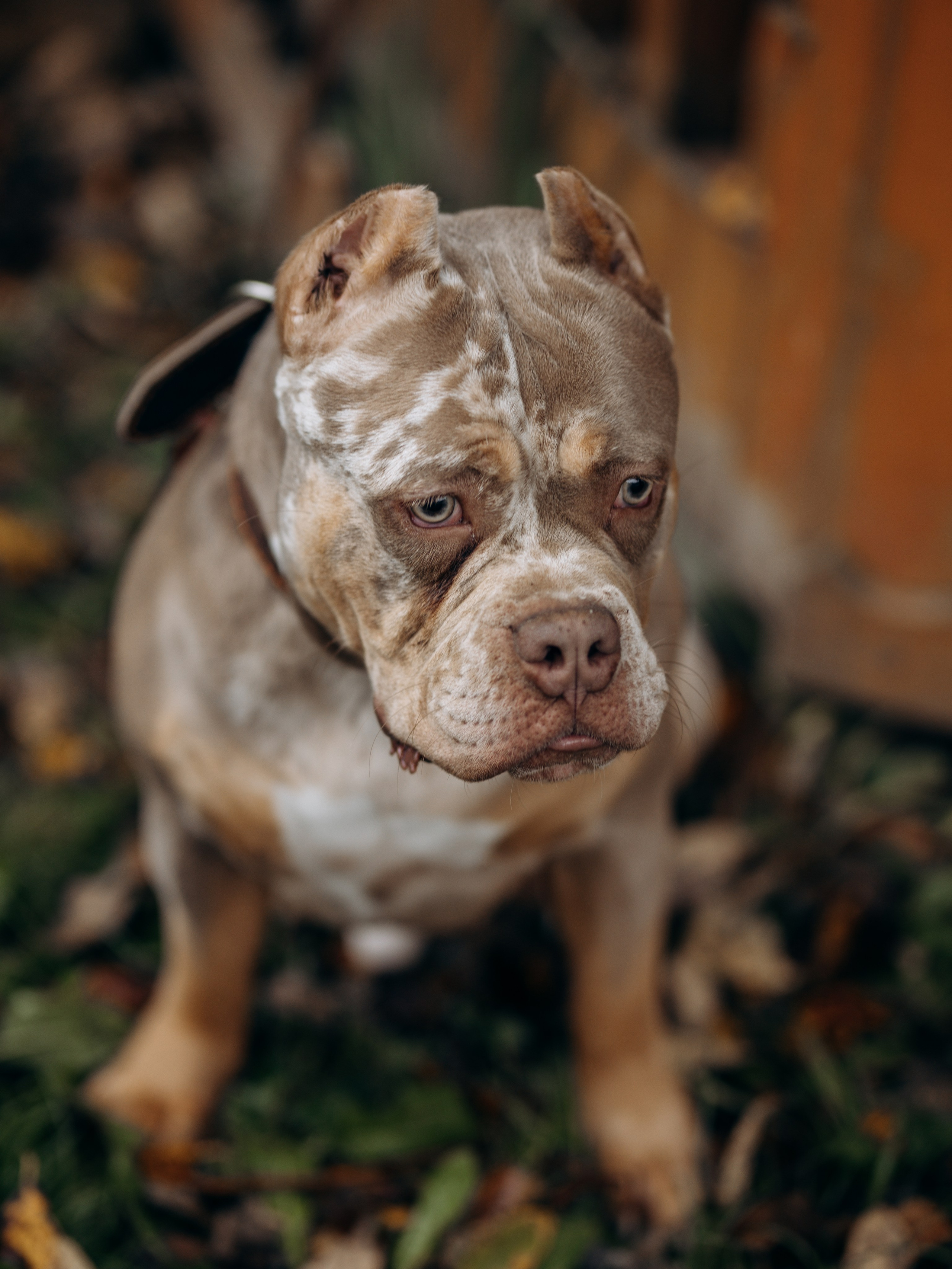 Скай, Марти и Катя. Фотограф-анималист в Москве Кириллова Татьяна