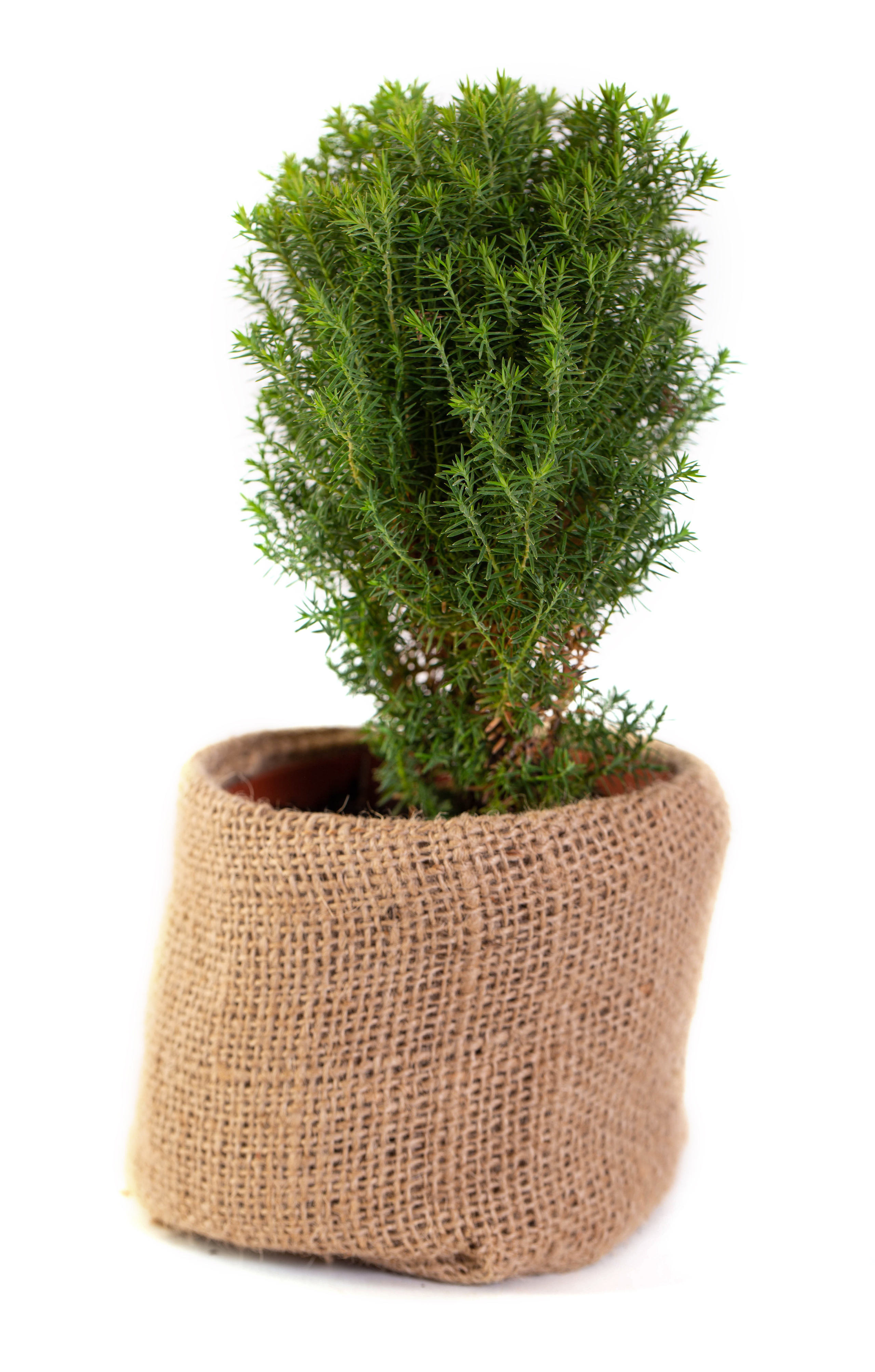 Растения. Предметный и рекламный фотограф в Ростове-на-Дону Кристина Орлова