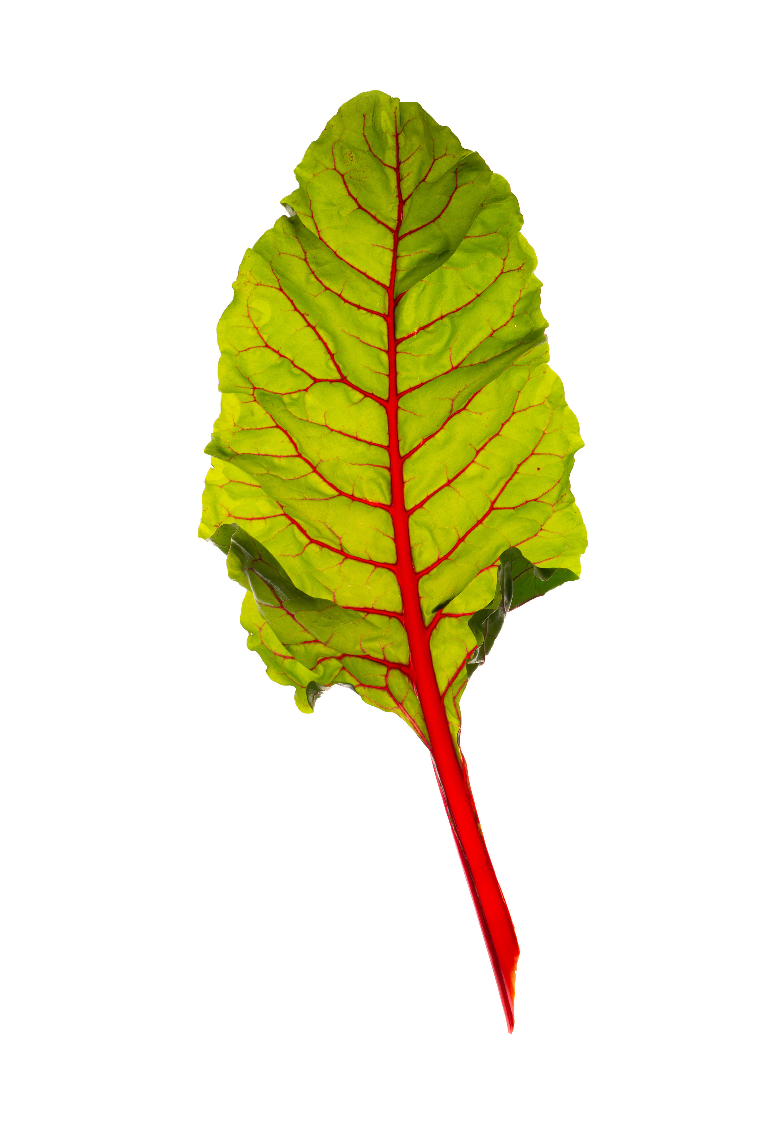 На белом фоне. Предметный и рекламный фотограф в Ростове-на-Дону Кристина Орлова