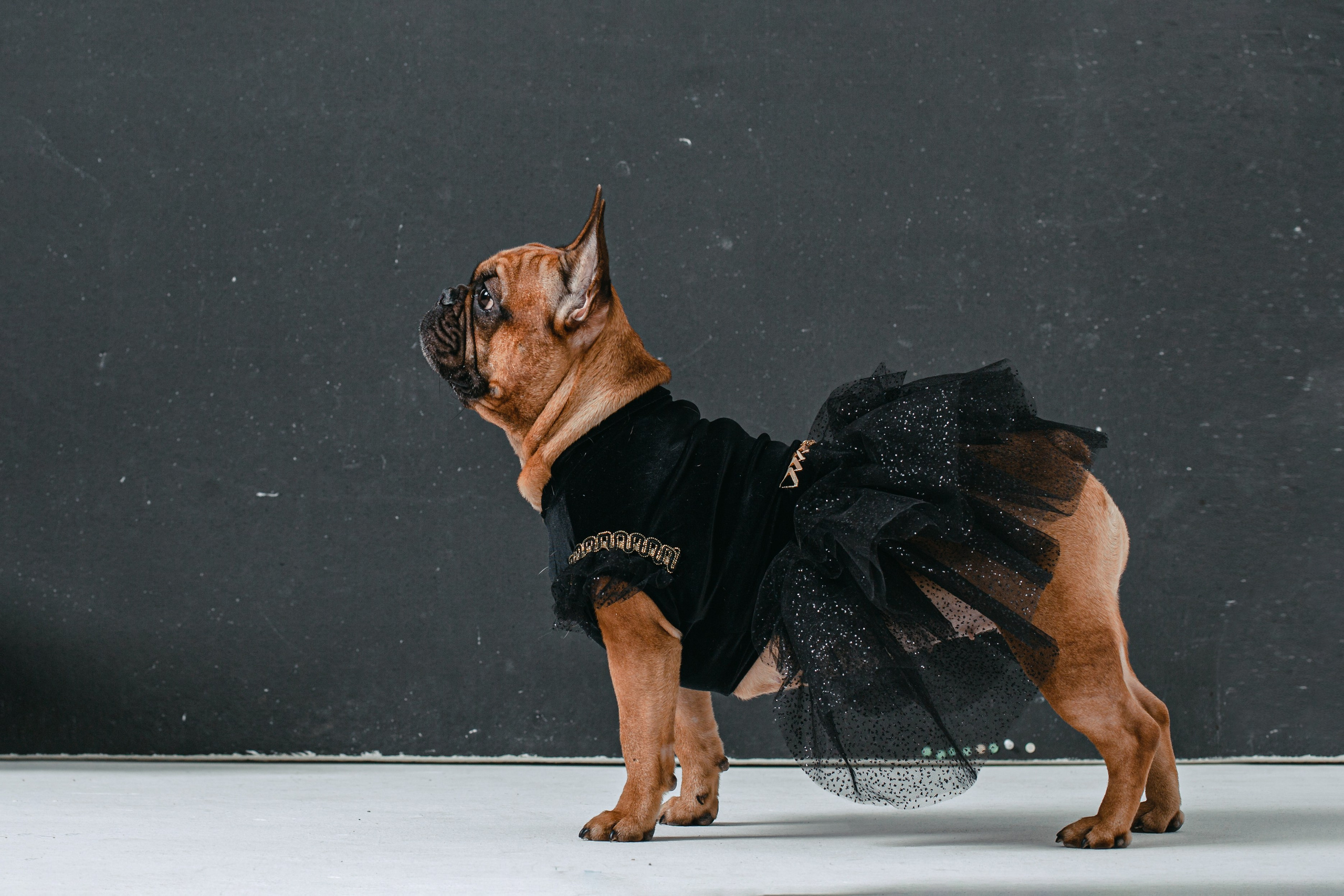 Пижамная вечеринка французских бульдогов и их хозяев. Фотограф-анималист Татьяна Степанова