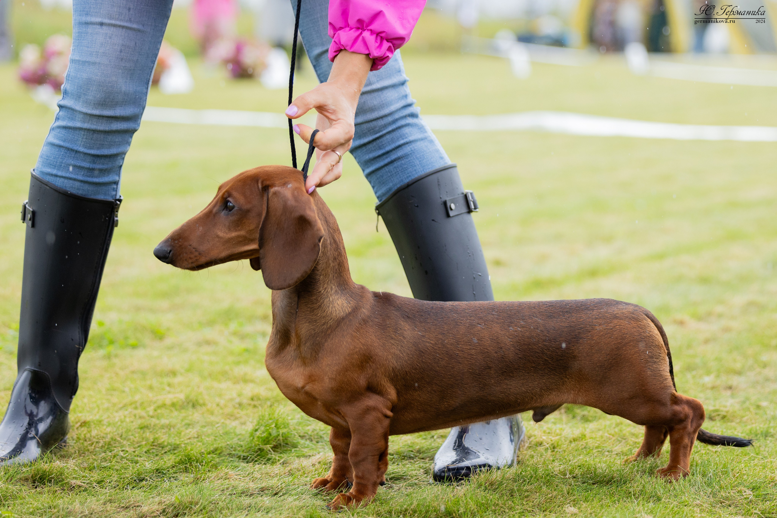 Ярославль 21.07.24 и Балашиха 13.07.24. Фотограф-анималист Юлия Германика